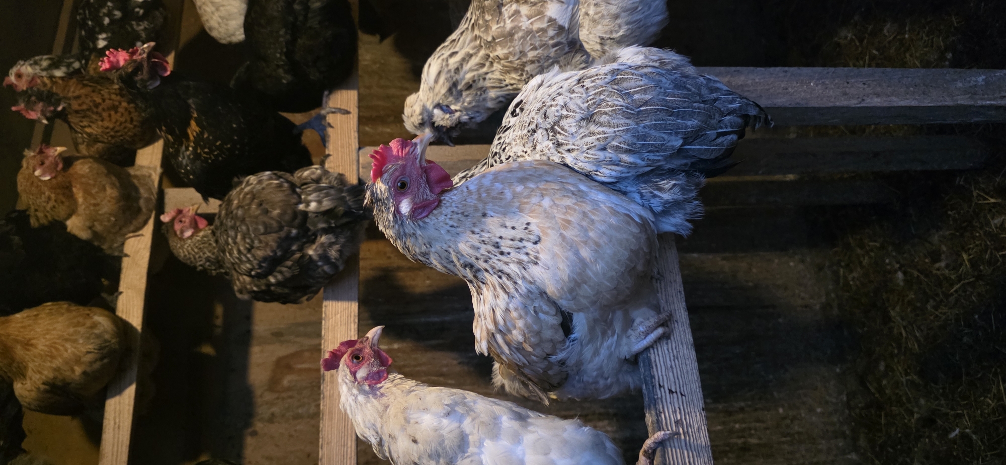 In an indoor coop, likely on a farm in Taraskovo, Russia, a group of chickens are gathered on wooden perches. The lighting is dim, creating shadows and highlighting the textured feathers of the birds. In the foreground, three chickens are clearly visible. The one on the left is predominantly white with red wattles and comb. To its right, a light brown and white speckled chicken is perched, facing left, with its head turned slightly towards the viewer. Behind this chicken and to the right, another chicken with grey and black speckles is partially visible, its body obscured by the others. Further back, on a higher perch, several other chickens are present, their forms less distinct due to the lighting and overlap. The coop appears to be constructed of rough wood, with straw or hay scattered on the floor below. The overall impression is one of a rustic, dimly lit farm environment.
