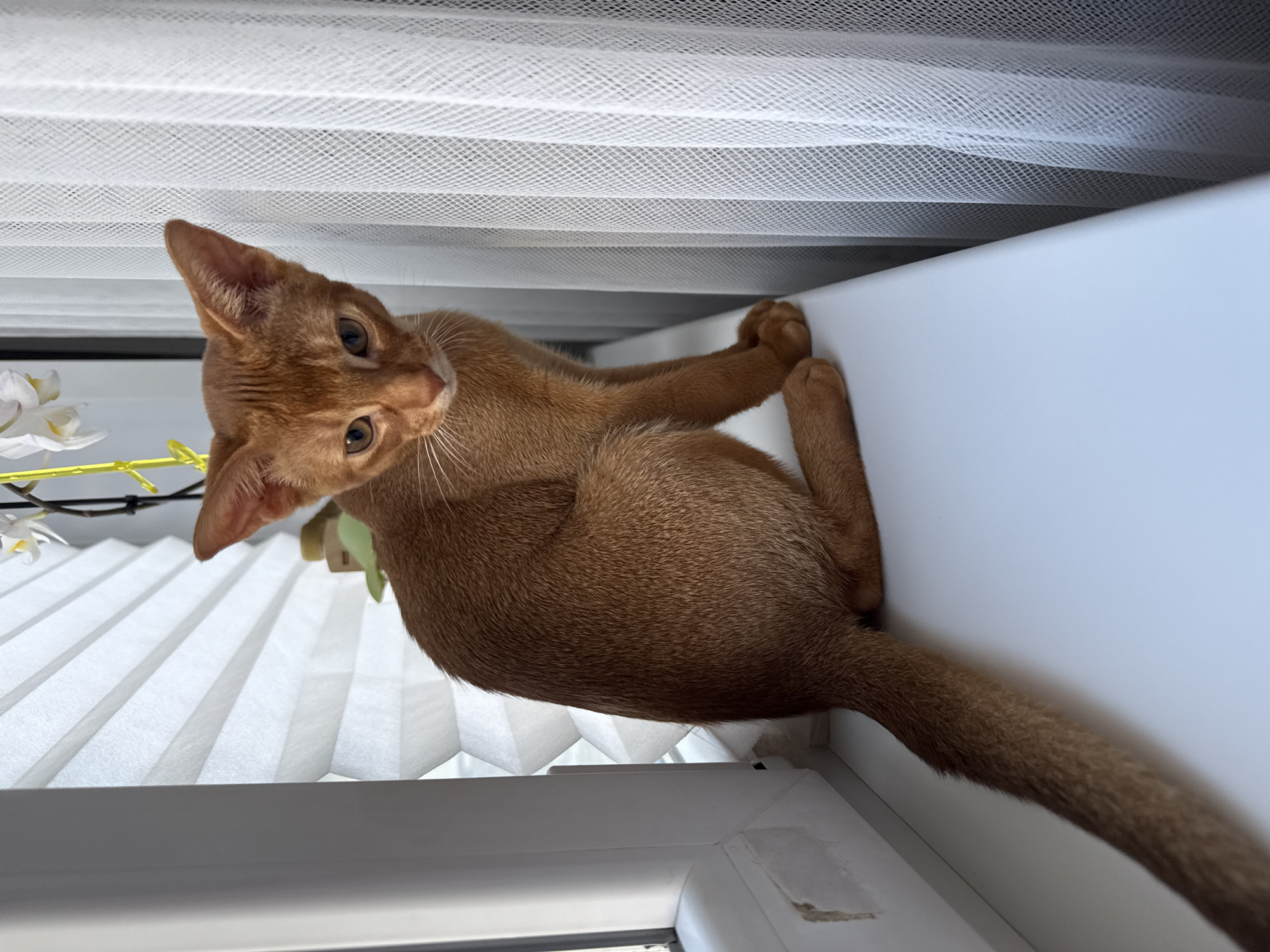 This is a photograph of an Abyssinian cat perched on a white ledge, possibly a windowsill. The cat is a warm, reddish-brown color with distinct tabby markings. Its head is turned towards the camera, and its large, expressive eyes are looking directly at the viewer. The cat's ears are pointed and alert. Its front paws are resting on the ledge, and its hind legs and tail extend out of frame. Behind the cat, a white pleated blind is visible, with a fine mesh curtain in front of it. A small branch with white orchid flowers is also present on the left side of the image. The lighting suggests it might be daytime, with soft light illuminating the scene. The cat appears calm and curious. The image is oriented vertically, with the cat positioned at an angle.