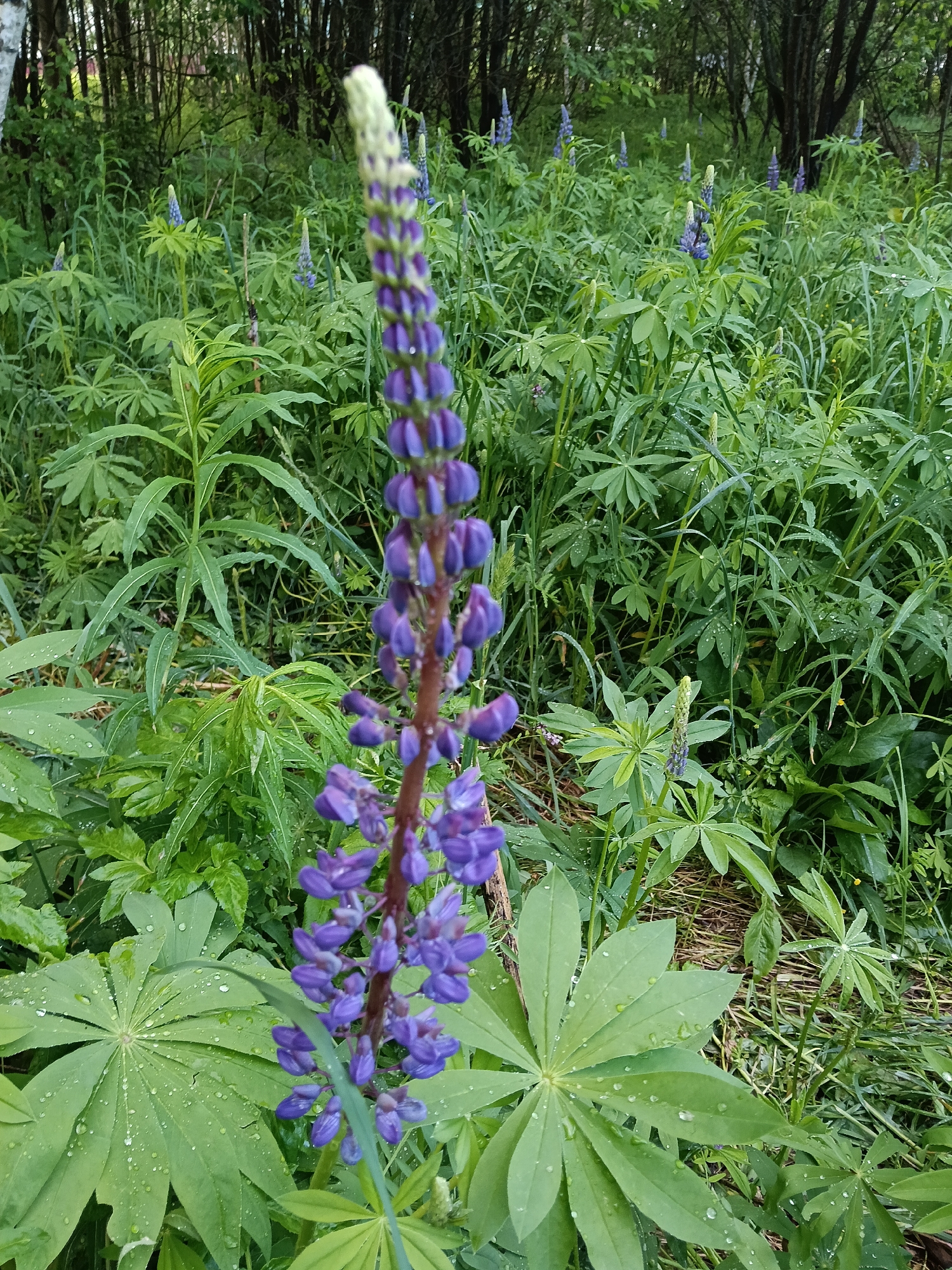 The image depicts a tall, purple lupine flower in focus, surrounded by lush green foliage with water droplets, likely from recent rain. The flower is in the foreground, with numerous other lupines visible in the midground, extending into the background. A wooded area with trees and undergrowth forms the backdrop. The location is suggested to be Красный Маяк, Russia, based on the user's prompt.