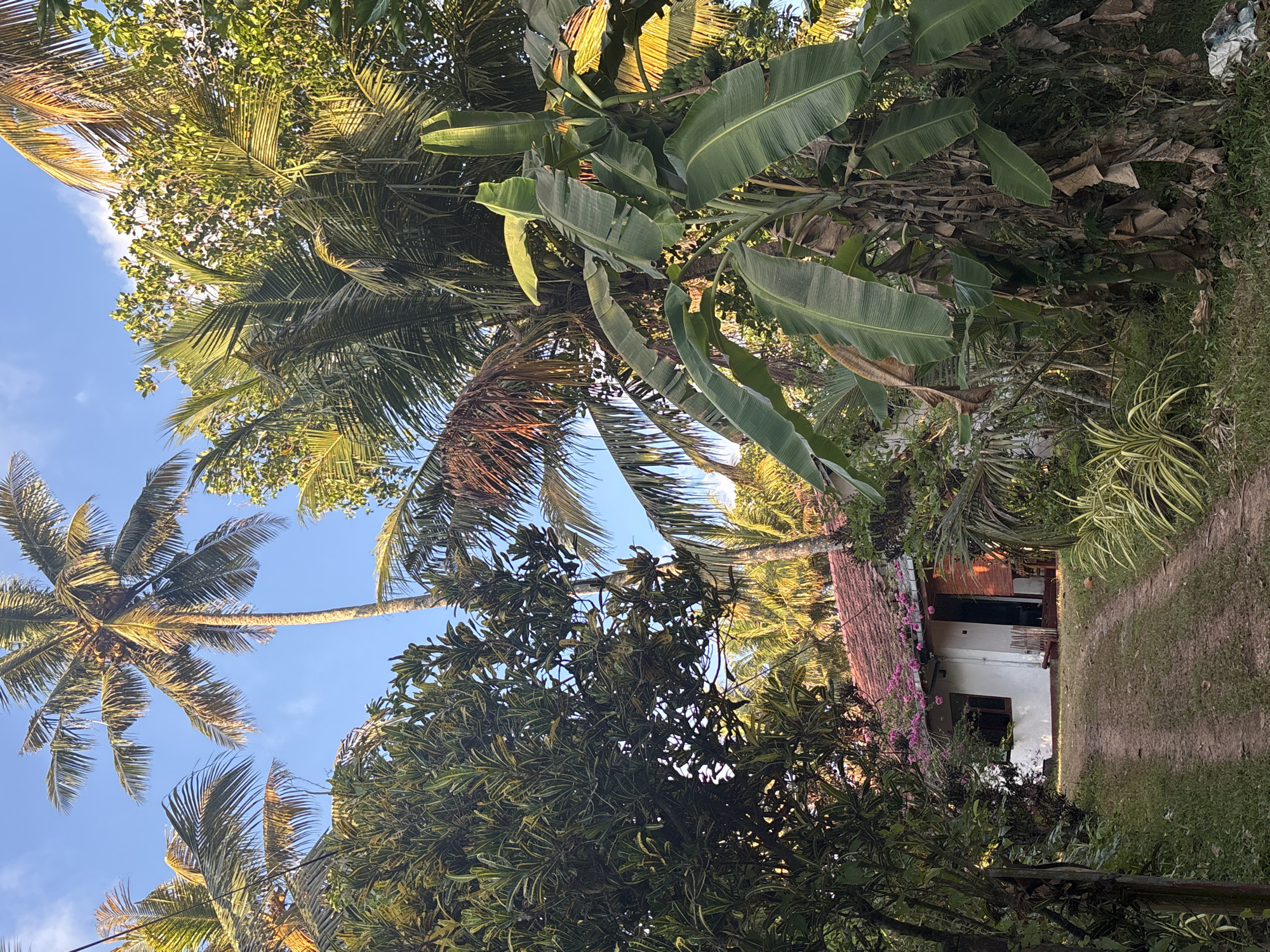 The image shows a house surrounded by lush tropical vegetation in Thalaramba, Sri Lanka. A dirt path leads up to the white house, which has a terracotta tile roof adorned with pink flowering vines. The surrounding vegetation includes palm trees, banana trees, and other leafy plants. The sky is blue and visible between the trees. There are no people visible in the image.