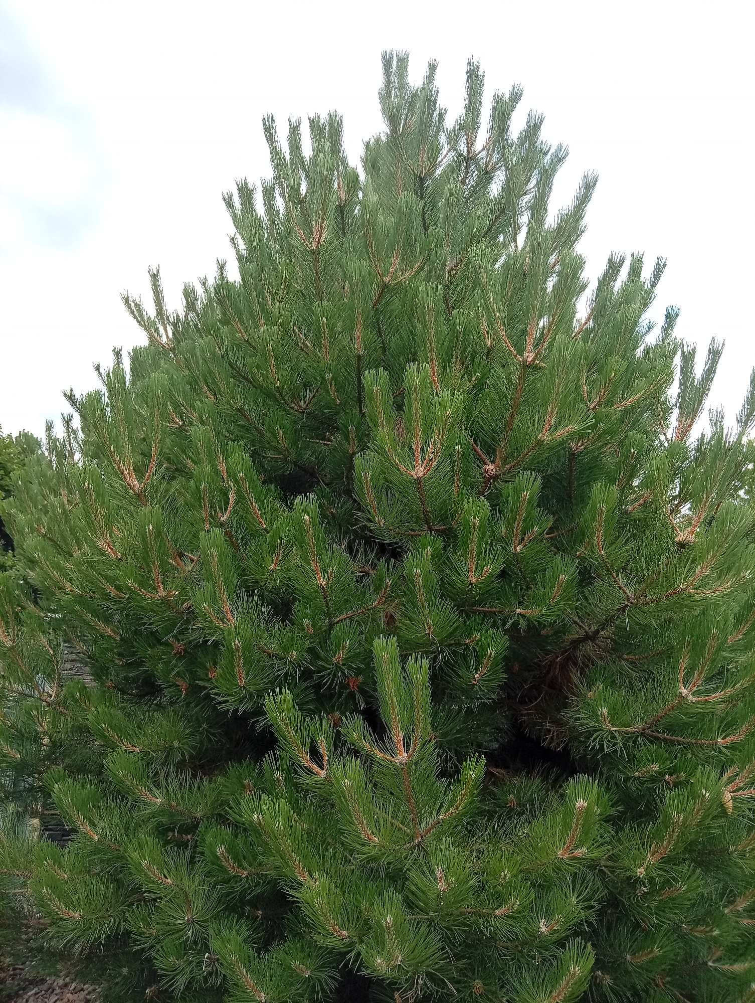 The image shows a close-up view of a coniferous tree, likely a pine, with dense green needles and visible brown branches. The tree fills the frame, with its foliage extending upwards and outwards. The background is a bright, overcast sky, with a hint of clouds on the left side. The lower left corner of the image shows a glimpse of dark mulch and possibly some gravel, suggesting the tree is planted in a garden or landscape setting. The overall impression is of a healthy, well-established evergreen. The location is identified as Tišnov, Czechia.