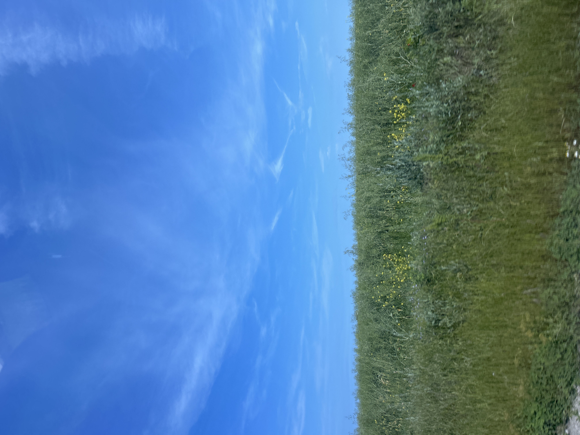 The image presents a serene outdoor landscape, horizontally divided into a vast blue sky and a verdant field. The upper half of the frame is dominated by a bright, clear blue sky, featuring sparse, wispy white clouds that stretch across it, characteristic of cirrus formations, indicating fair weather.
The lower half of the image shows a dense field of green vegetation. This field consists of various grasses and leafy plants, displaying a rich texture and different shades of green. Numerous small yellow flowers are scattered throughout the foliage, particularly visible in the mid-ground, adding vibrant spots of color to the green expanse. The vegetation appears somewhat uniform, suggesting an open meadow or uncultivated land.
The scene is captured during daytime, under bright sunlight, given the vivid colors and clear illumination. No specific activity or event is taking place. The overall impression is one of natural tranquility and spaciousness, set in an open natural environment. The location context indicates this scene is in Kichevo, Bulgaria. There is no visible text in the image.