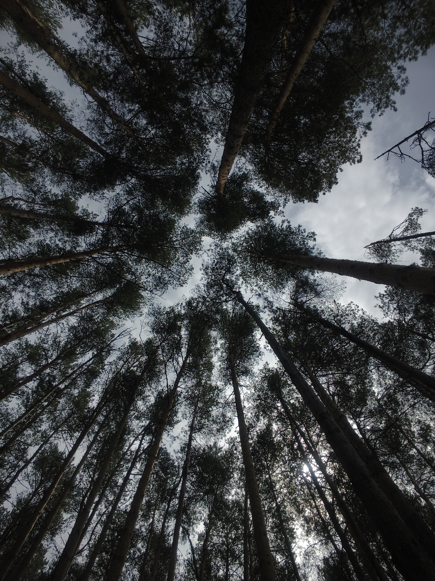 The image shows a low-angle view looking up through a dense forest. The tall, straight trunks of the trees converge towards the top of the frame, with their branches and leaves forming a dense canopy overhead. The sky is visible through gaps in the foliage. The scene is located in a forest, but the specific location within the city of Unknown, Unknown is unidentifiable from the image. There are no people visible in the image.