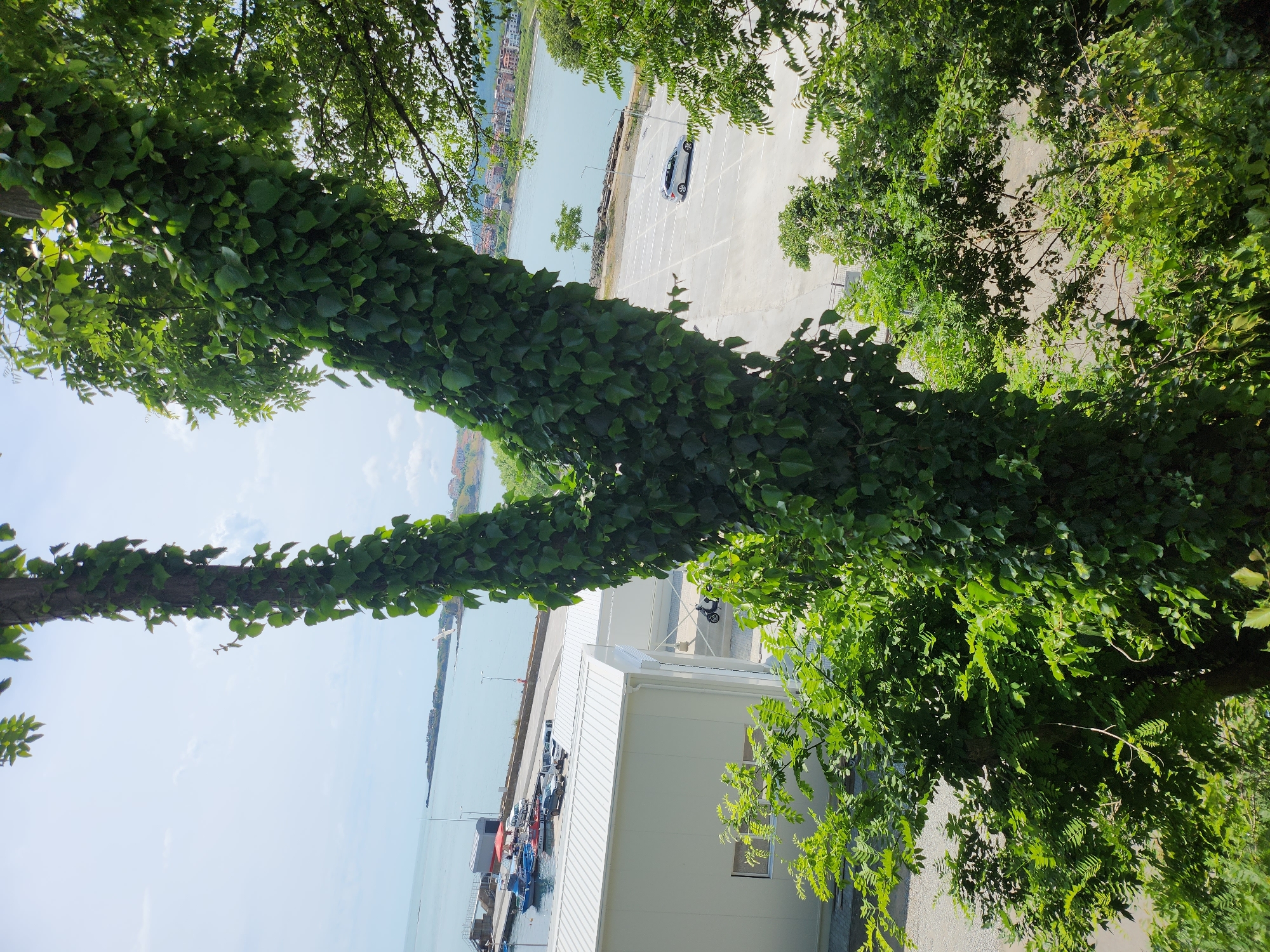 This is a vertical, eye-level shot of a large tree heavily covered in ivy, with a coastal town and harbor in the background. The tree trunk dominates the foreground and splits into two large branches, both completely obscured by dense green ivy leaves. To the left of the tree, a white building with a metal roof is visible, situated next to a harbor. Several boats, including small motorboats and a larger vessel, are docked in the harbor. A paved area with parking spaces is located behind the white building, with a silver car parked in one of the spaces. Beyond the parking area, the calm, light-blue sea stretches to the horizon, where a distant town with buildings and a lighthouse can be seen. The sky is bright and partly cloudy. The overall scene appears to be taken from an elevated position, looking down towards the harbor and the sea. The location is identified as Tsarevo, Bulgaria.