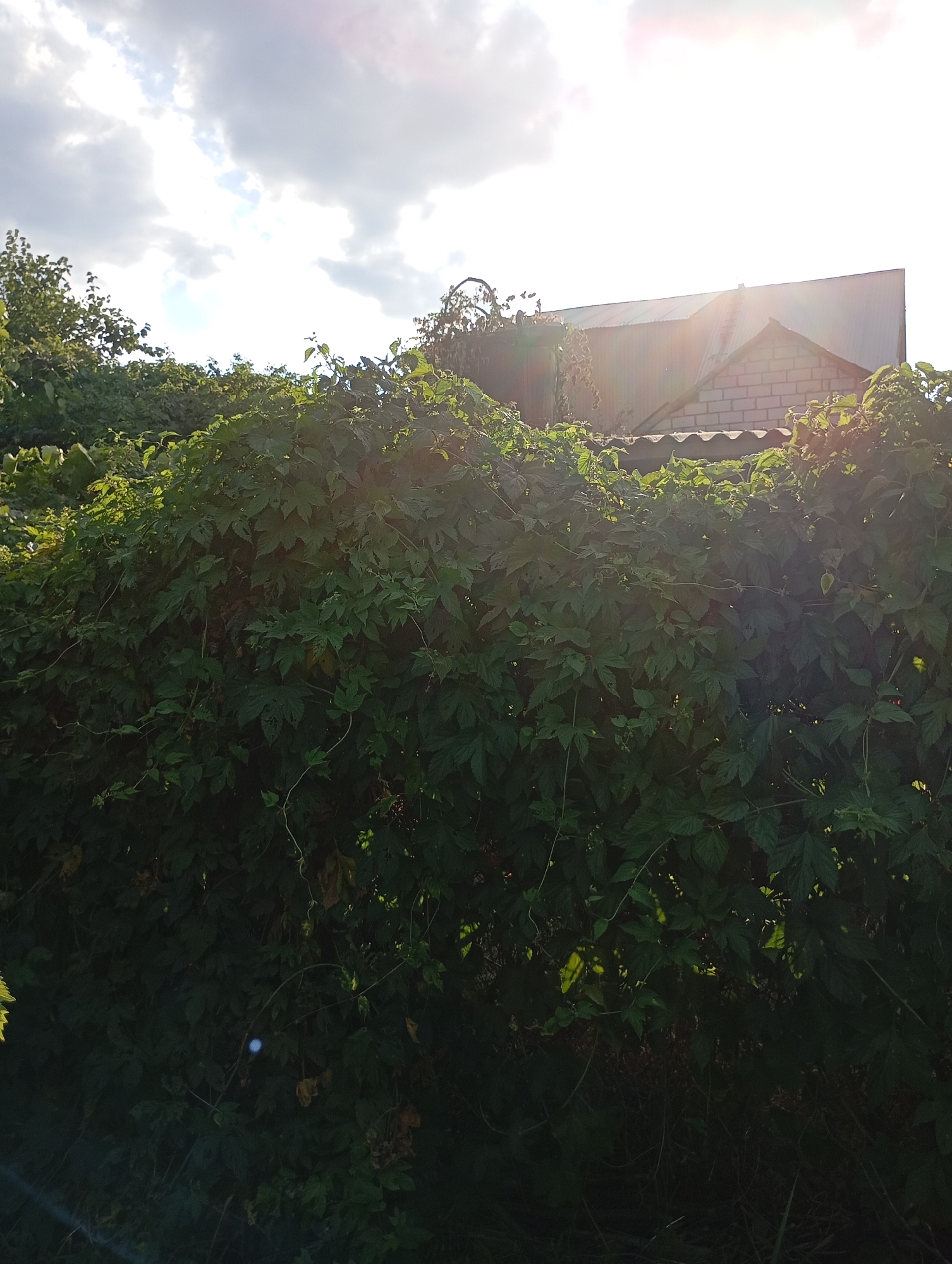 The image depicts a dense, green hedge in the foreground, obscuring most of the view. Above the hedge, the sky is visible with scattered clouds and bright sunlight, creating lens flare effects. In the background, a building with a pitched, metallic roof and a brick facade is partially visible, suggesting a rural or suburban setting, possibly in Horishni Plavni, Ukraine. The overall impression is of an overgrown garden or yard on a sunny day. No people or animals are present in the image.