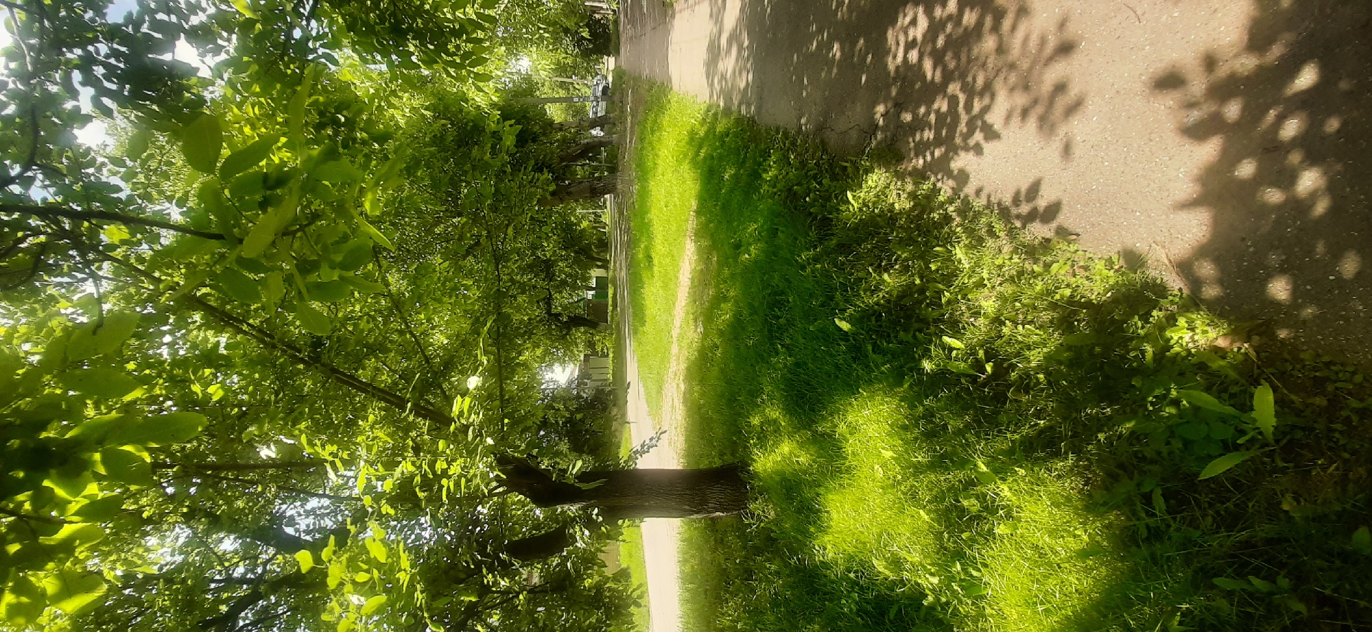 The image depicts a tree-lined street on a sunny day in Yessentukskaya, Russia. The foreground is dominated by a sidewalk and a strip of lush green grass with dappled sunlight filtering through the leaves of the trees overhead. A single tree trunk is visible on the left, its bark rough and dark. The sidewalk is paved with a light-colored material and shows some cracks. Beyond the sidewalk and grass, a paved road is visible, with more trees lining its opposite side. In the background, glimpses of buildings and parked cars can be seen, suggesting a residential or suburban area. The overall impression is one of a peaceful, green urban environment.