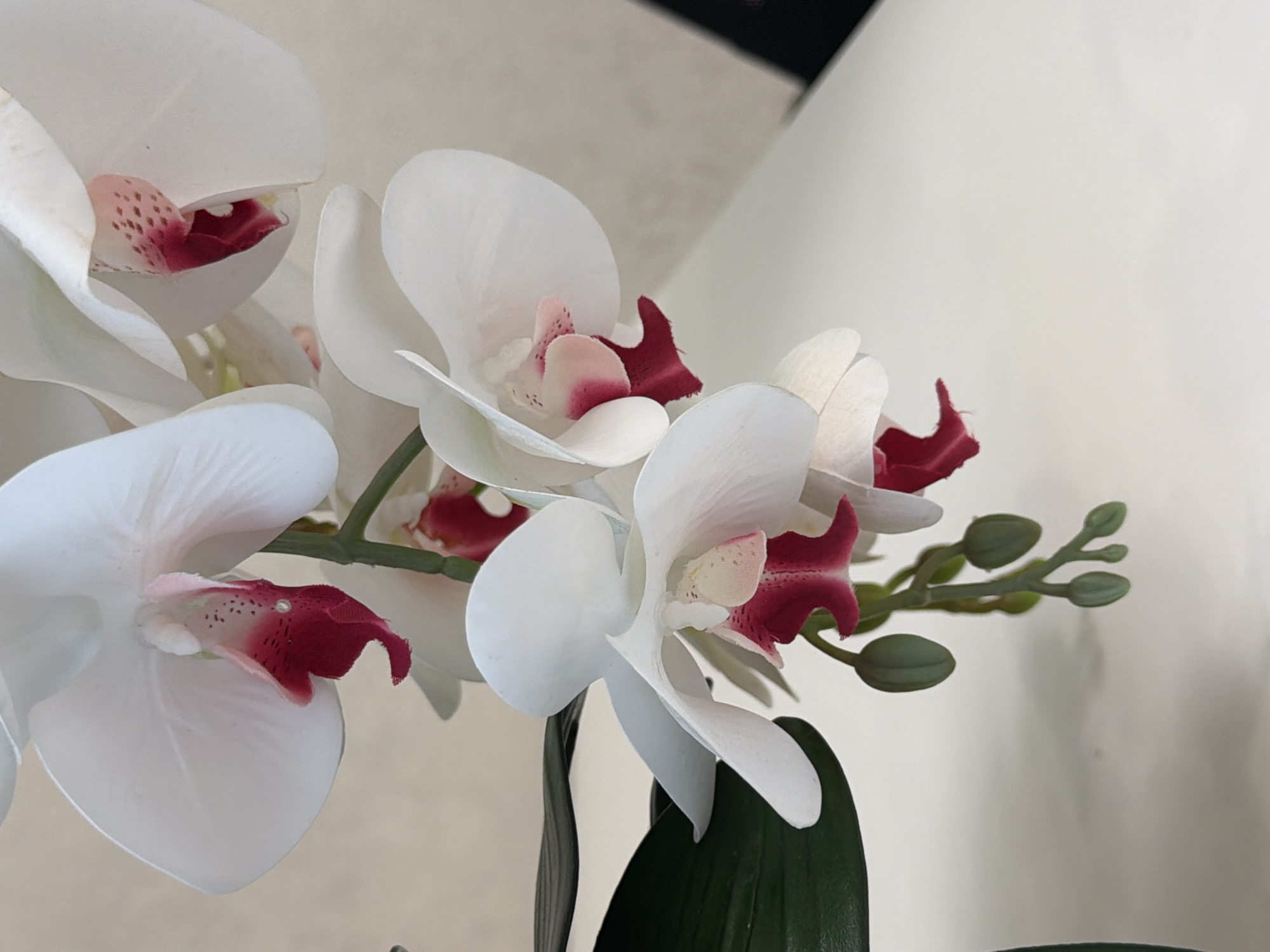 A close-up, high-angle shot features a cluster of white orchids with bright pink and dark red centers. The orchids are attached to a stem with dark green leaves. Several buds are also visible. The background is a plain, light-colored surface. The lighting is bright and even, with soft shadows.