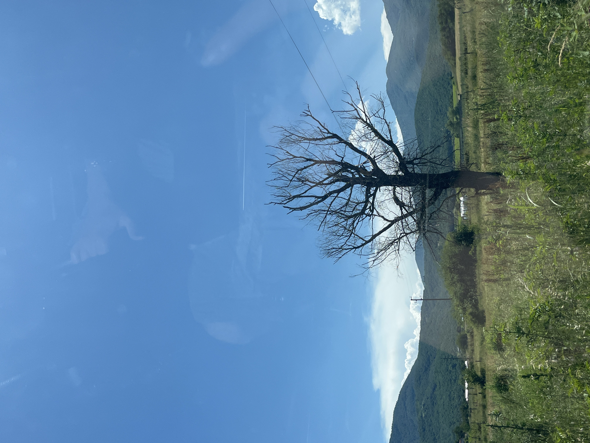 A dead tree stands in a grassy field under a bright blue sky. The tree is tall and slender, with bare branches reaching towards the sky. The field is covered in tall grass and wildflowers. In the background, rolling green hills rise up to meet the sky. There are a few buildings and fences scattered throughout the landscape, suggesting a rural or semi-rural setting. A contrail from an airplane is visible in the upper right portion of the sky. The image appears to have been taken from a car, as evidenced by the reflections on the surface of the sky.