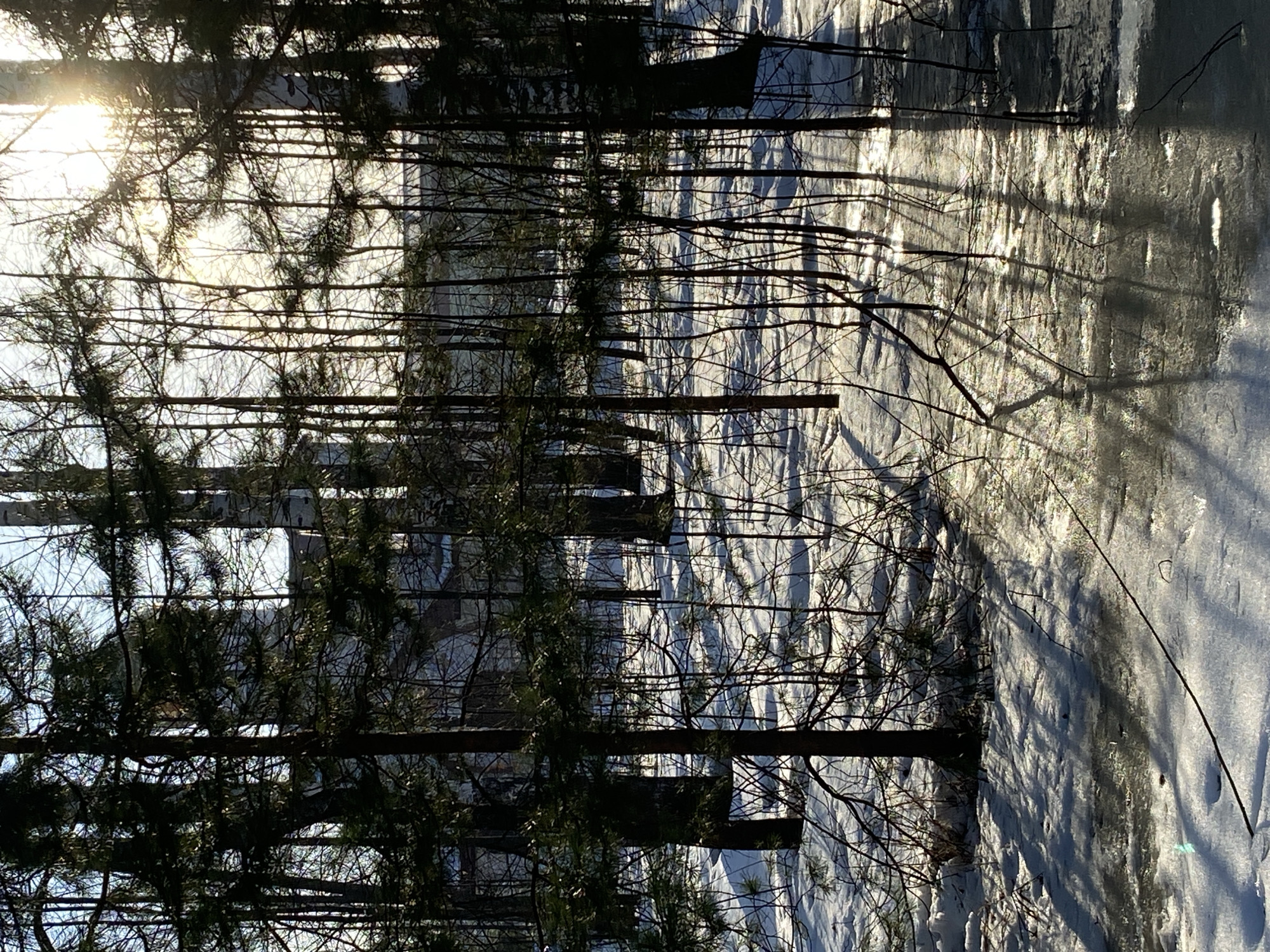 A forest scene, possibly in winter, illuminated by the sun. The location is likely Noviy, Russia. There are no visible people or animals. The primary subjects are trees, casting shadows on the snow-covered ground. The environment consists of a forest with snow. The main action is the sun shining through the trees, creating light and shadow patterns.