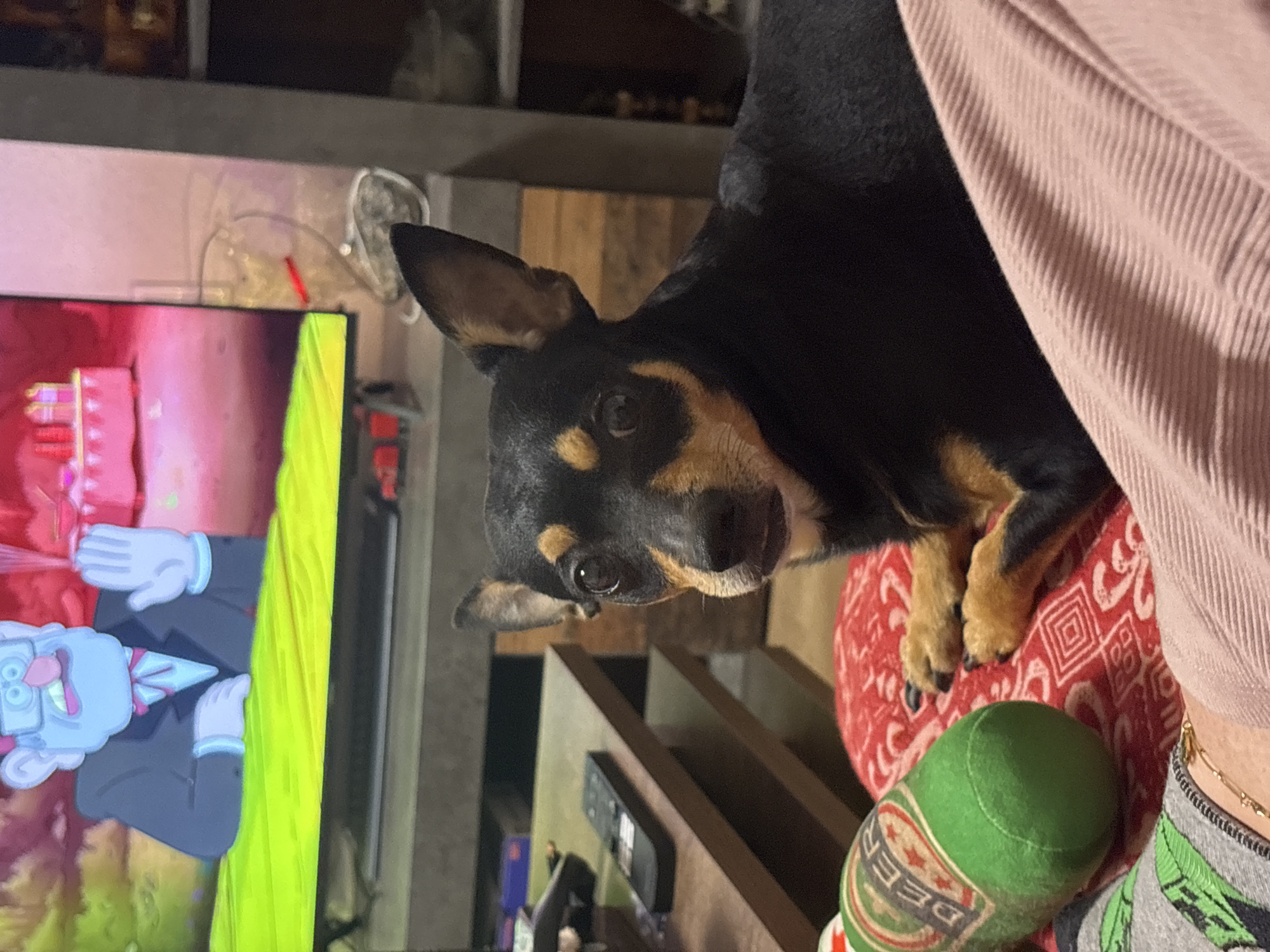 The scene, understood to be located in the city of Kuklen, Bulgaria, depicts an indoor living space focused on a small, black and tan domestic dog. The dog is positioned in the mid-ground, lying down on a red fabric with white and red scrollwork patterns, looking directly at the camera with an attentive expression. Its front paws are visible on the patterned fabric. To the left of the dog, a green cylindrical plush toy, resembling a beer bottle with the word "BEER" printed on it, rests on the same red fabric. In the bottom left foreground, a person's lower leg or arm, clad in a gray and green patterned fabric, is partially visible, adorned with a thin gold chain bracelet. A segment of pink, ribbed fabric, likely belonging to the same individual, is visible on the far right of the foreground.
In the background, a flat-screen television is displaying an animated sequence featuring an older male character with blue skin, white hair, spectacles, a grey suit, and a red bow tie, raising a gloved hand. The animated background is vibrant green and pink. Below the television, a dark wooden multi-tiered coffee table or stand is present, holding a black television remote control and another dark, rectangular object. To the right of the television, a dark grey structural element, possibly a pillar or wall, is visible, along with some exposed electrical wiring and a small, light-colored object near the base of the TV. The overall environment suggests a casual domestic setting.