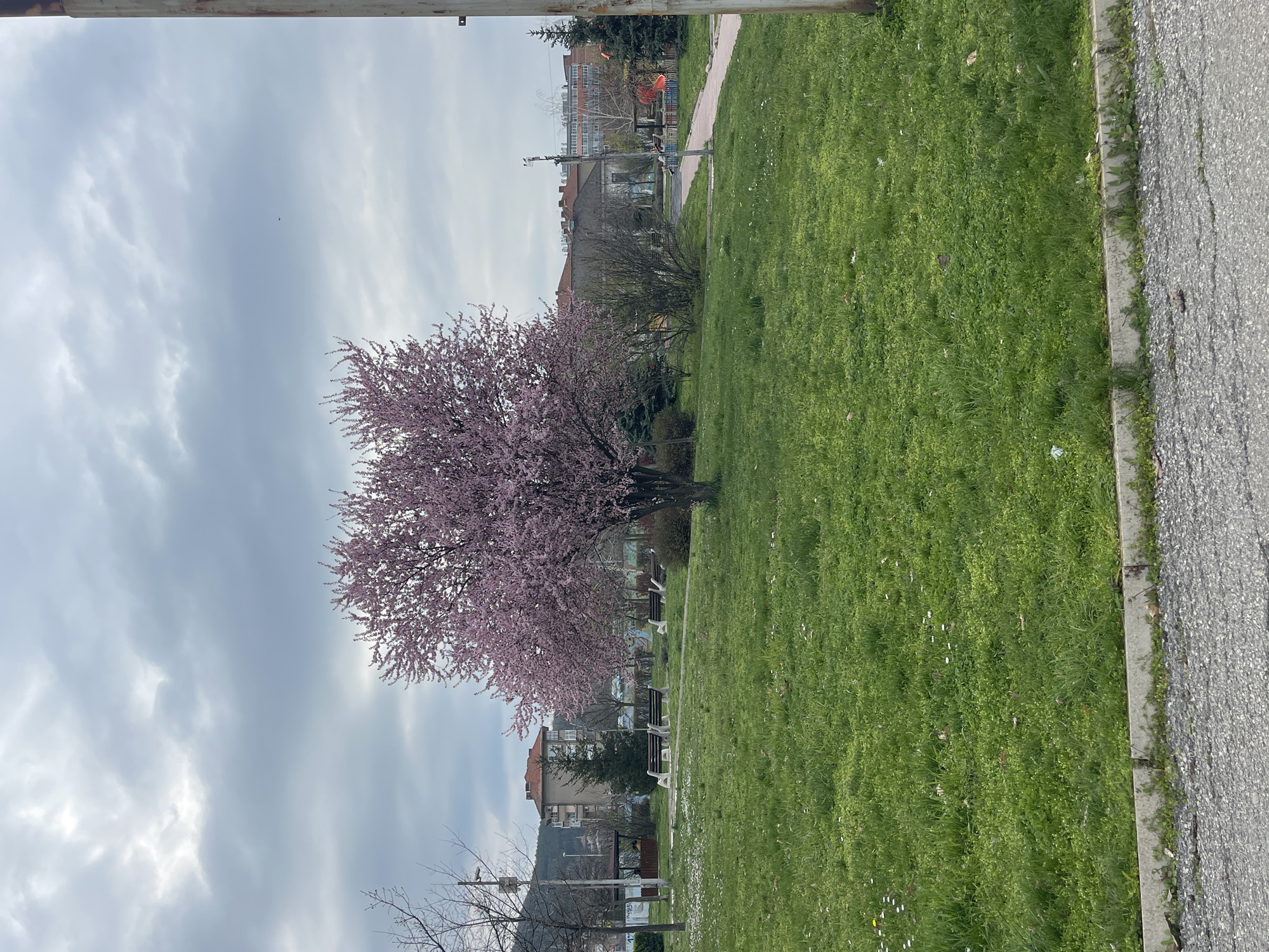 The image shows a park in Gorna Oryahovitsa, Bulgaria. In the foreground, there is a green grassy area and a tree with pink blossoms. Several benches are located in the middle ground. In the background are buildings and a cloudy sky. A sidewalk is on the right edge of the image. A metal railing is visible at the top of the image.
