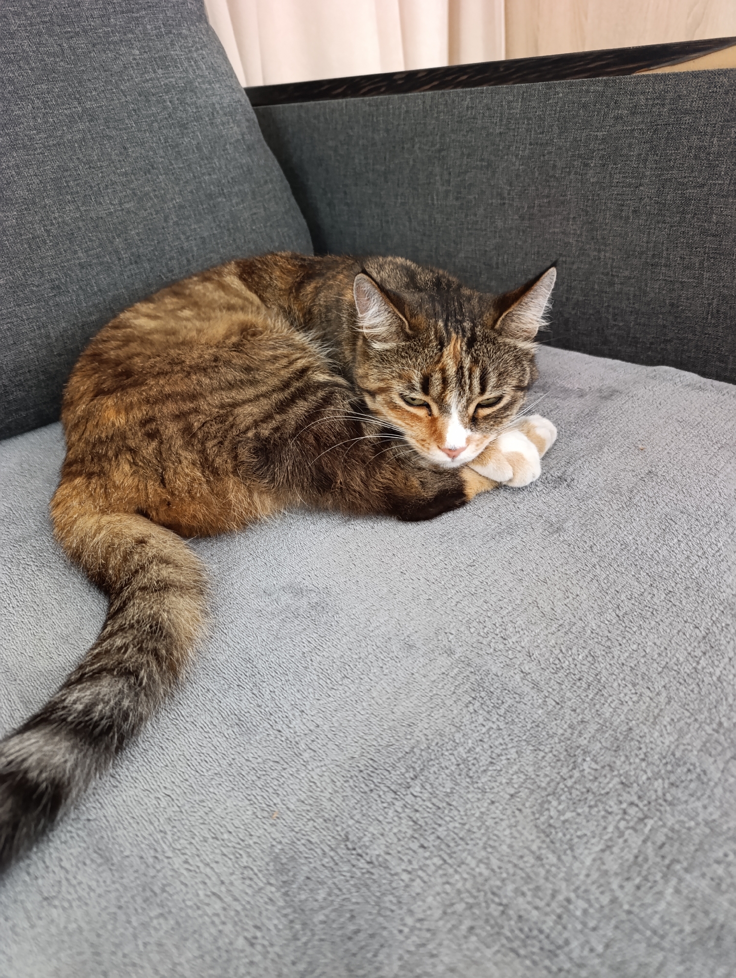 A tortoiseshell cat is curled up asleep on a gray couch. The cat's fur is a mix of brown, black, and orange with white paws and chest. Its eyes are closed and its paws are tucked under its chin. The couch appears to be in a living room, with a part of a window and curtains visible in the background. The scene is well-lit and the focus is on the sleeping cat. The image does not provide any information about the location in the city of Samar, Ukraine.