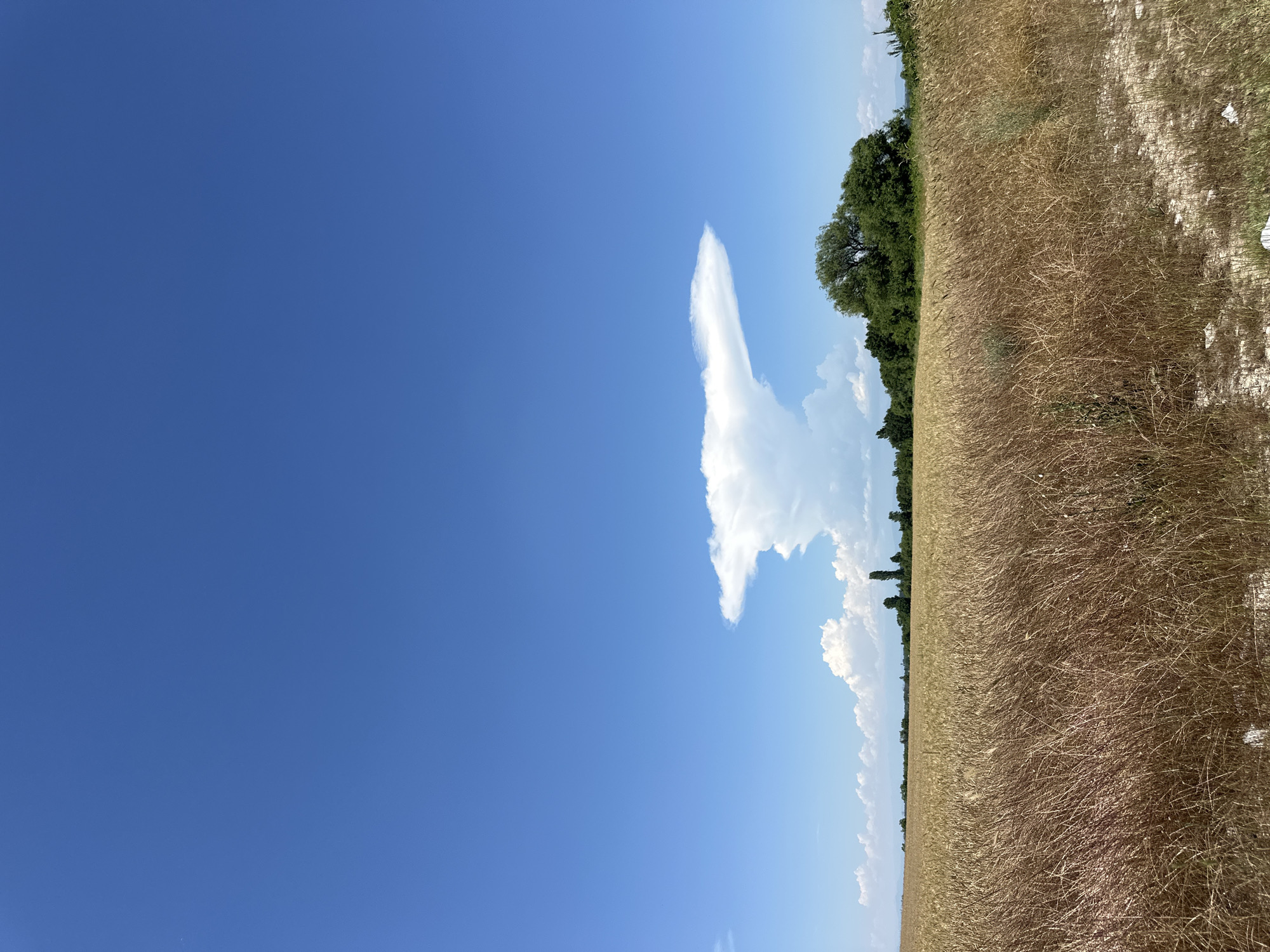 The image depicts a vast, golden wheat field stretching towards a distant line of trees under a clear, bright blue sky. A striking anvil-shaped cloud dominates the upper portion of the sky, its white mass sharply contrasting with the azure backdrop. In the middle ground, several tall, dark trees are visible, along with what appears to be a slender, dark tower or structure. The foreground is filled with dry, yellowish wheat stalks, some of which are leaning and intertwined, suggesting a mature crop ready for harvest. The ground in the lower right corner is a mixture of dry grass and a patch of sandy, light-colored earth. The overall scene conveys a sense of rural tranquility on a warm, sunny day. The location is identified as Muldava, Bulgaria.