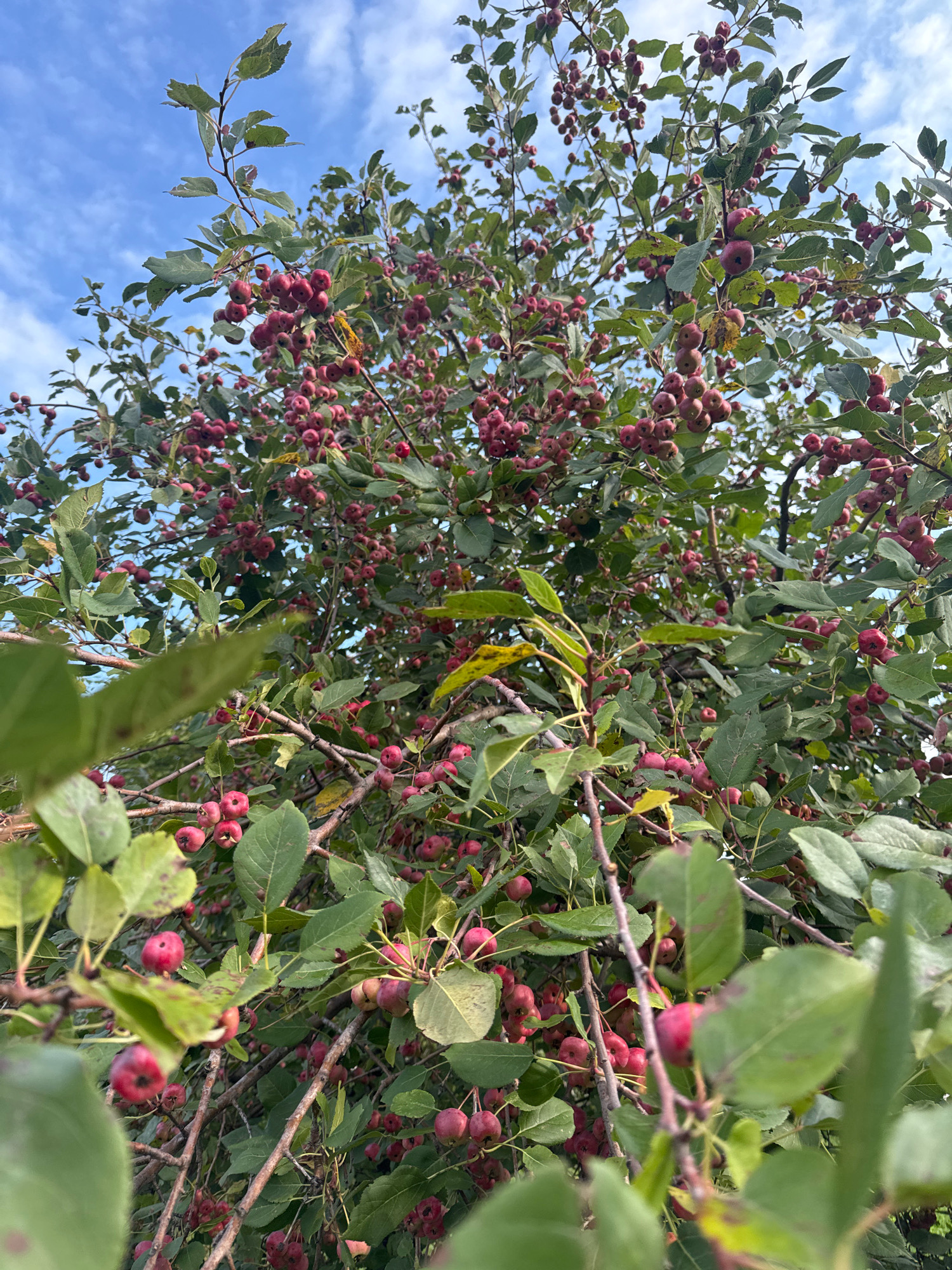 A low-angle, full-frame shot captures a tree heavily laden with small, red fruits against a bright blue sky with scattered white clouds. The fruits, resembling crabapples, hang in dense clusters from branches covered in green leaves. Some leaves show signs of browning or spotting. The branches are woody and intertwined. The scene is an outdoor environment, consistent with a park or garden. There are no people or animals visible in the image. The image does not provide any specific details to identify a location within the city of Ufa, Russia.