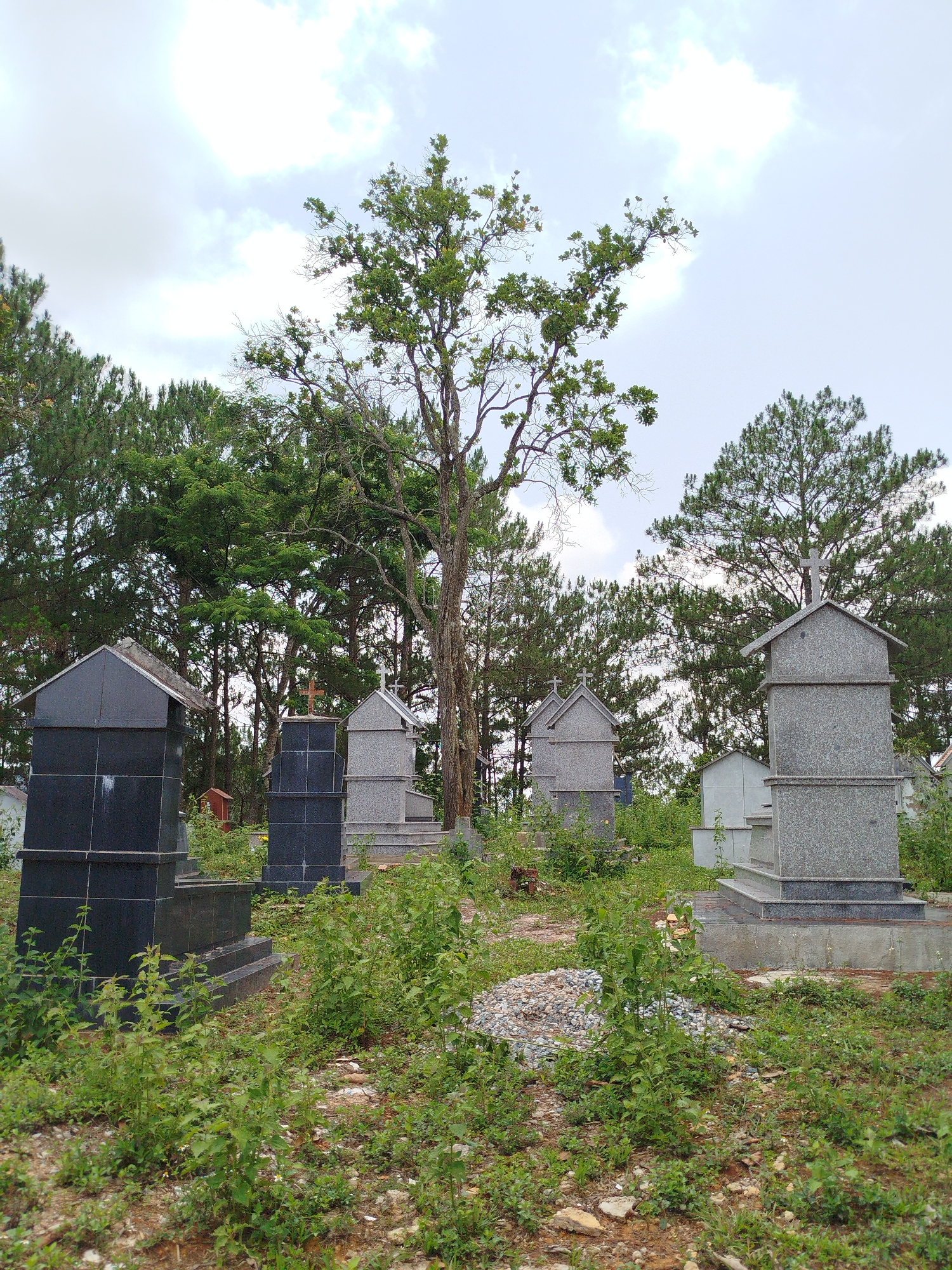 This image depicts a cemetery or graveyard located in Đa Nghịt, Vietnam, under a bright, overcast sky during daytime. The scene is characterized by numerous tombs and gravestones set amidst a natural, somewhat overgrown landscape of trees and dense vegetation.
In the foreground and midground, various monuments are visible. On the left, several large tombs are constructed from dark, polished black granite, featuring multi-tiered bases and pitched, roof-like structures on top. Further to the right and receding into the background, other tombs are made of a lighter, grey speckled granite, also designed with tiered bases and roof-like covers, some surmounted by small crosses.
A prominent, tall deciduous tree with a somewhat sparse canopy of green leaves and many bare branches stands centrally in the midground, its trunk stretching towards the sky. Behind the tombs and this central tree, a thick forest of tall, slender evergreen trees, resembling pines, forms a dense, green backdrop that extends across the upper portion of the frame.
The ground throughout the cemetery is covered with abundant green weeds, wild grasses, and scattered patches of reddish-brown earth and small rocks, suggesting a naturalized or less manicured environment. No people or specific activities are depicted in the image. The cloudy sky provides a soft, diffused light over the solemn setting. No visible text is present on any of the monuments.