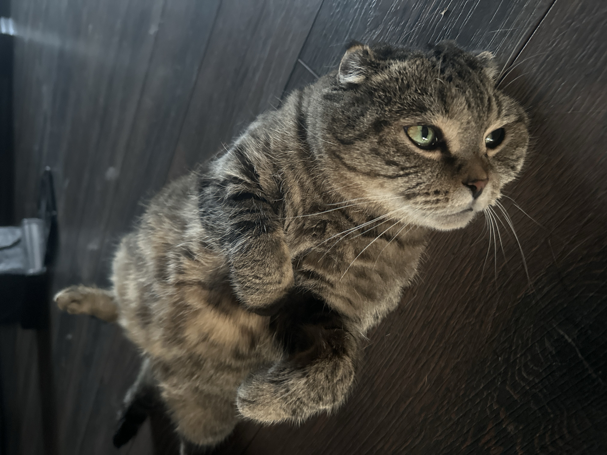 The image shows a tabby cat lying on its back on a dark wooden floor. The cat has green eyes and is looking towards the camera. Its front paws are tucked under its chin. The background is out of focus but appears to be an indoor setting. There are no people or other animals visible in the image. The scene is static and does not depict any activity. The location is not identifiable as Novaya Pustosh, Russia, as there are no urban or geographical markers present.
