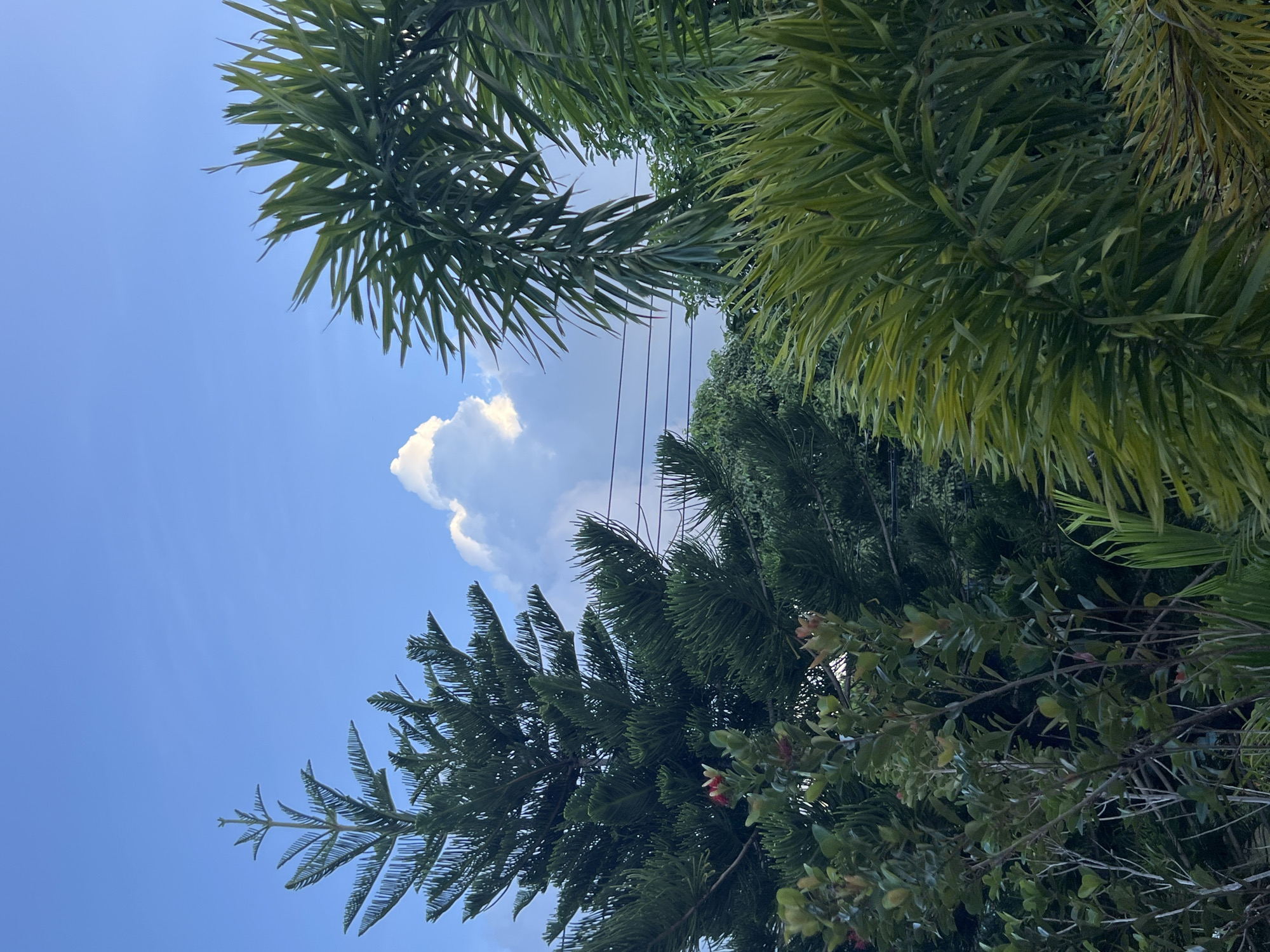 The image shows a view of trees against a blue sky with scattered clouds. In the foreground, there are lush green trees, including what appears to be a Norfolk Pine on the left and palm fronds on the right. In the middle ground, more trees and foliage are visible, with some power lines running horizontally across the scene. In the background, a large, fluffy white cloud is illuminated by the sun, standing out against the bright blue sky. The overall scene suggests an outdoor environment, possibly a garden or a natural area, in a location with tropical or subtropical vegetation. The presence of palm trees and the lush greenery indicates a warm climate. The image does not contain any people or actions. The location is identified as Baan Mae Nam, Thailand.