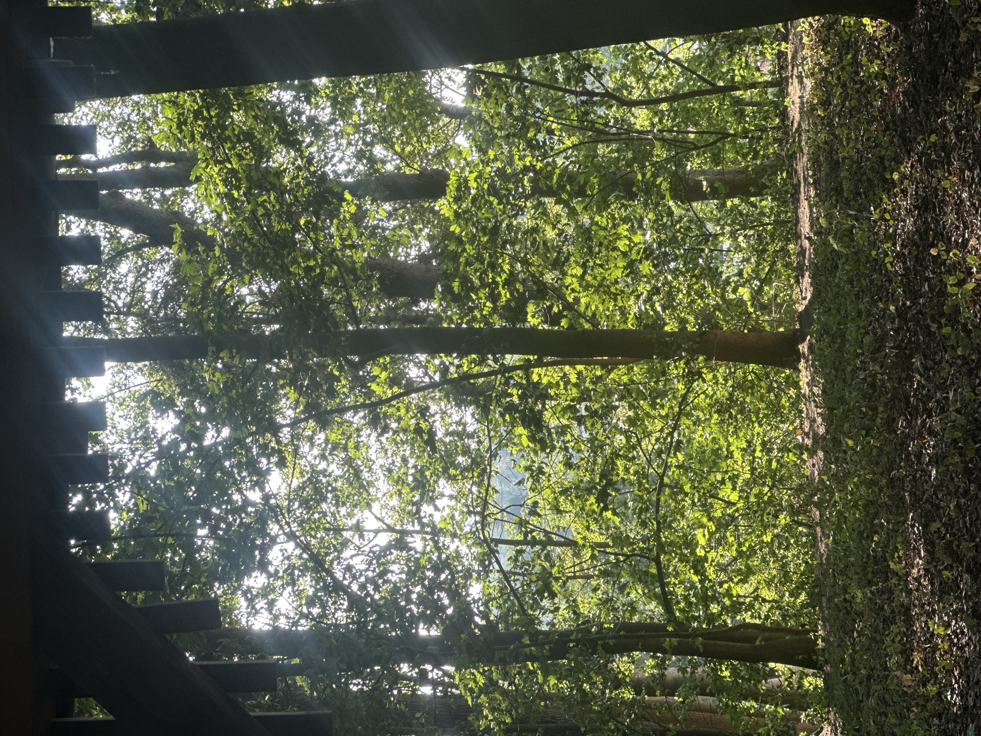 The image depicts a sun-dappled forest scene, viewed from beneath a dark, angular structure, likely a roof or awning. Sunlight filters through the dense green foliage of deciduous trees, creating bright highlights on the leaves and casting shadows on the forest floor. The ground is covered with a layer of dry leaves and scattered green undergrowth. In the background, more trees and distant foliage are visible, with a faint hint of what might be a hillside or man-made structures. The overall impression is one of a natural, serene woodland environment. Without further context or identifying landmarks, the specific location within Günzburg, Germany, cannot be determined from the image alone. There are no people or identifiable objects present that suggest specific activity or interaction.