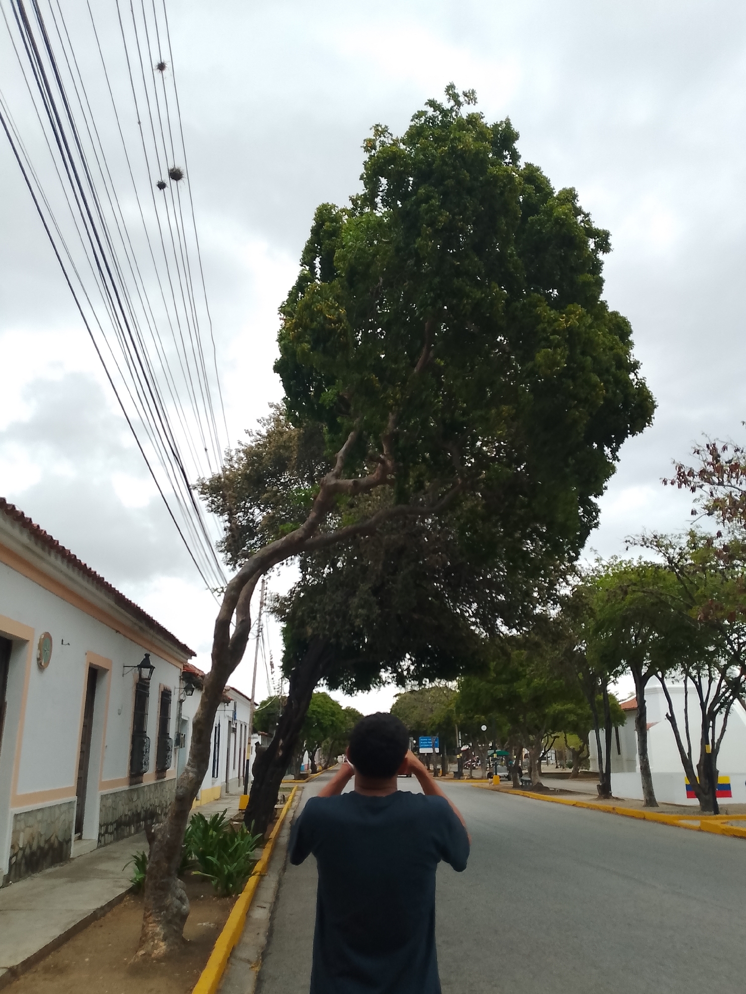 The image captures a street scene in Santa Ana, Venezuela, under an overcast sky. A person, viewed from behind, wearing a dark short-sleeved shirt, stands on the asphalt road with hands raised to the sides of their head. To the left, a row of white single-story buildings with terracotta-tiled roofs extends into the distance, featuring dark-framed windows, some with wrought iron grates, and attached street lanterns. A section of the building walls exhibits a grey stone texture at its base.
Overhead, numerous utility lines traverse the sky diagonally from left to right, from which three spherical, spiky masses, likely nests or dense plant matter, are suspended. A large, prominent tree with a thick, curved trunk and dense green foliage dominates the left-center midground, arcing over the sidewalk and road. Additional trees with varying foliage density line the street's median and the far side of the road. The street itself is paved with asphalt and bordered by yellow painted curbs. In the distant right, a white building with a distinctive peak displays a painted section featuring the yellow, blue, and red colors of the Venezuelan flag.