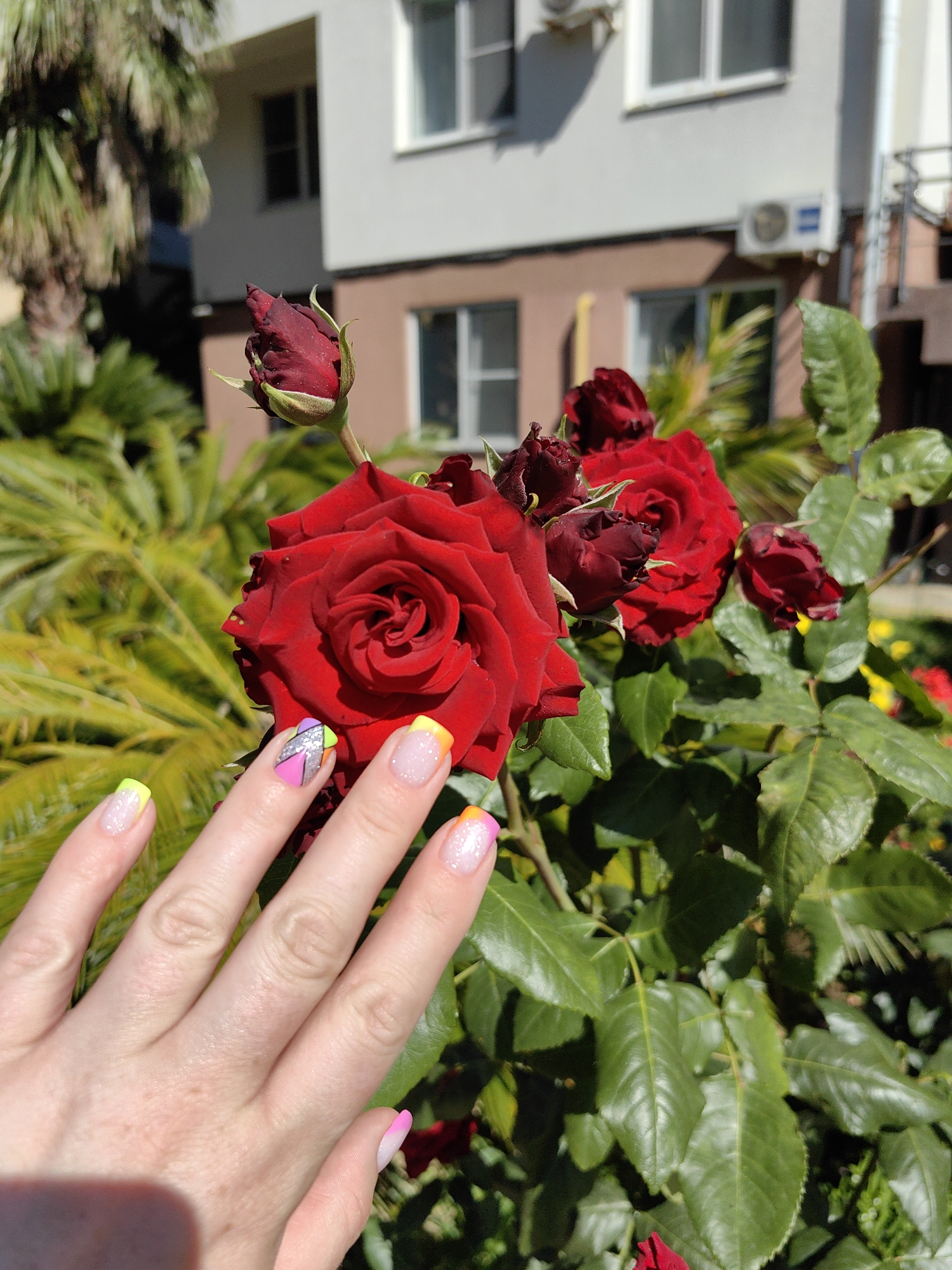 In Sochi, Russia, a close-up shot captures a vibrant red rose bush in bloom against the backdrop of a modern building. The building, with its light-colored facade and multiple windows, is partially obscured by the lush greenery of palm trees. In the foreground, a woman's hand, adorned with colorful, artistic nail art, gently reaches towards the roses, its fingertips grazing a blooming flower. The sunlit scene is filled with the rich green of the rose leaves and the intense red of the flowers, creating a striking contrast.