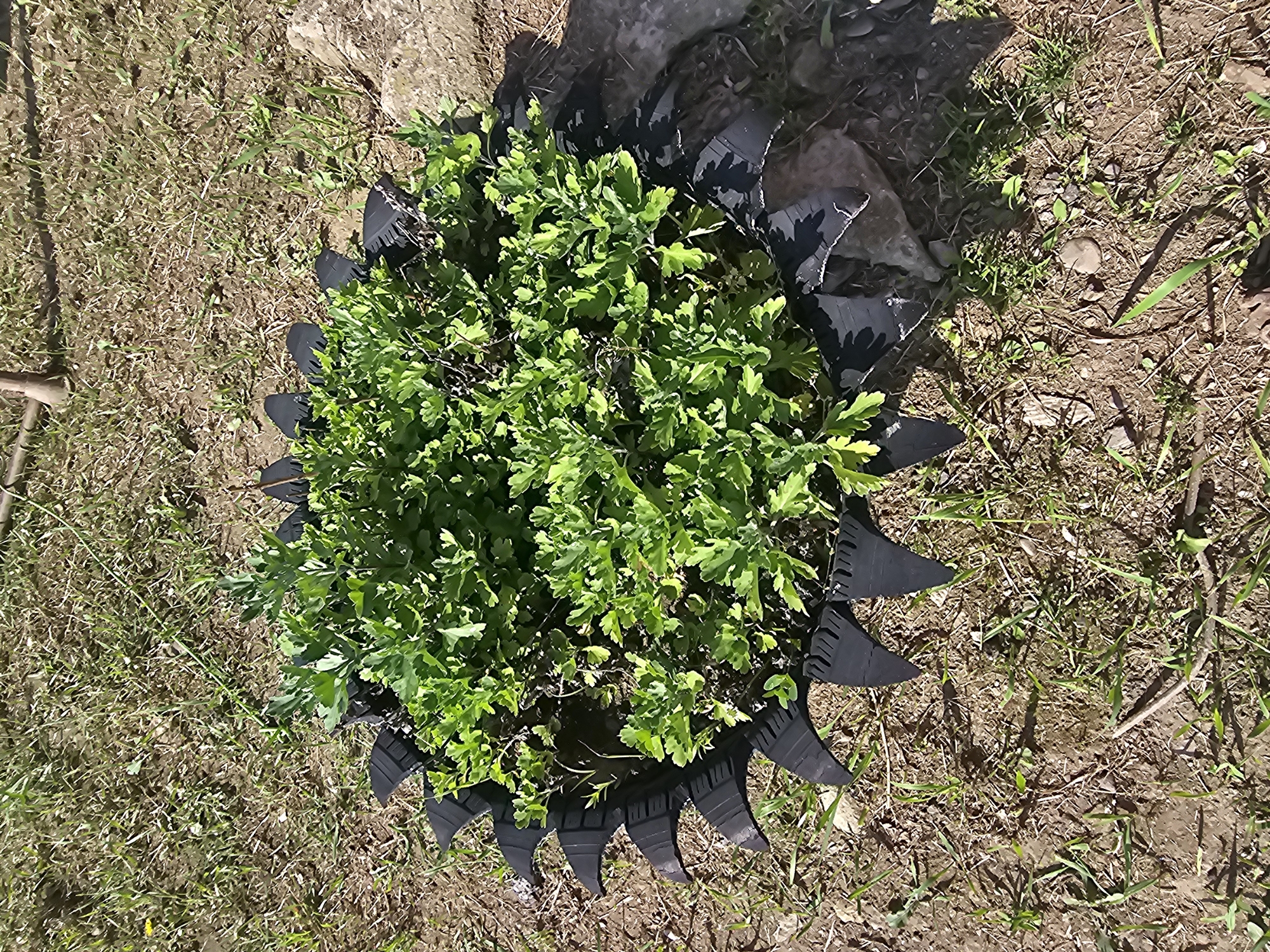 A round plant with bright green leaves is growing in the center of a tire that has been cut and shaped into a decorative border. The tire is black and has a spiky edge. The plant is surrounded by dry, brown soil and sparse green grass. A large, light-colored rock is visible to the right of the plant. The scene appears to be outdoors, possibly in a garden or yard. The image is taken from a slightly elevated angle, looking down on the plant and tire.