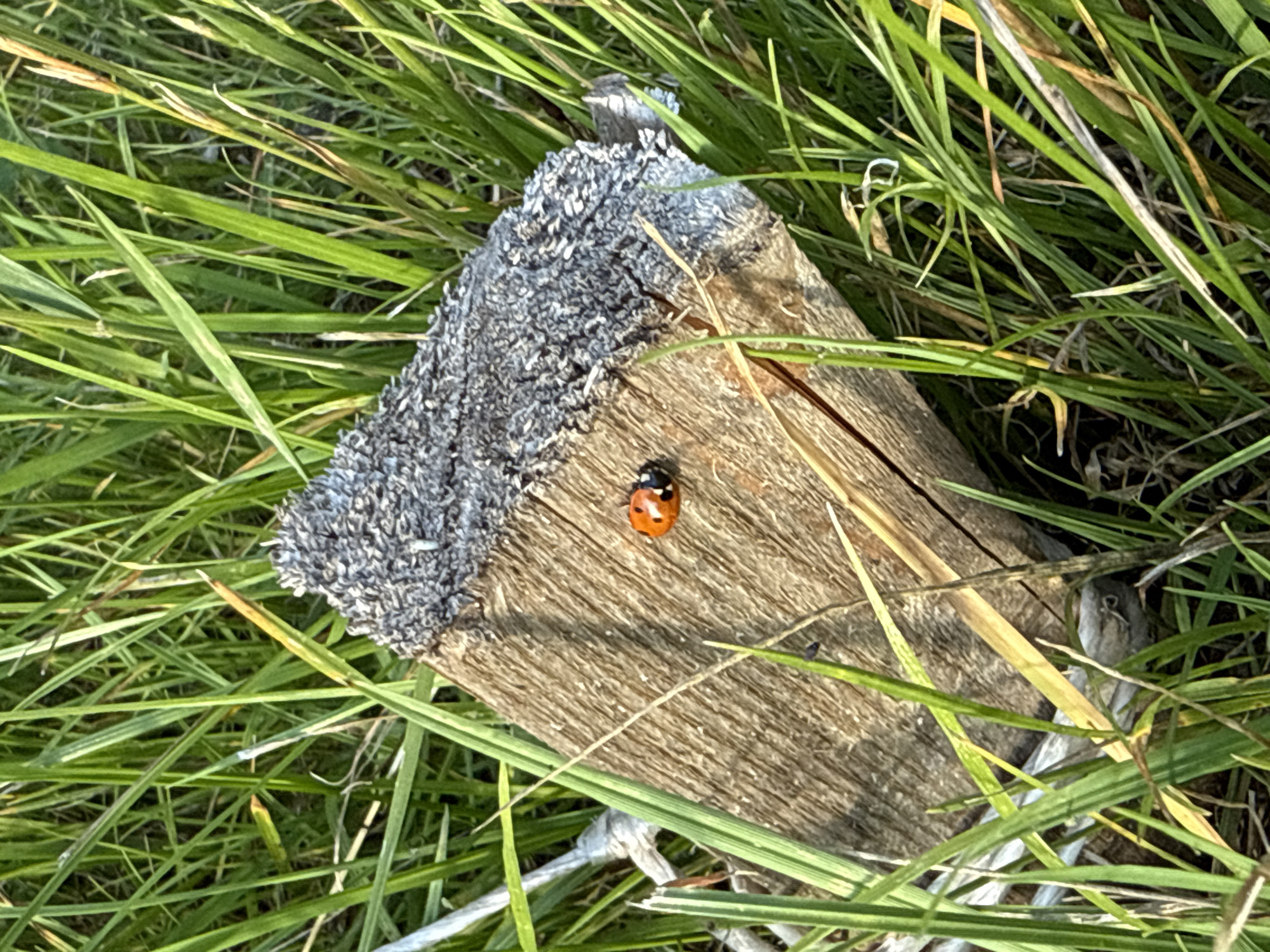 A ladybug is perched on a weathered wooden post surrounded by green grass. The post is rough and appears to be a fragment of a larger structure, with a grey, textured top. The ladybug, an insect with a red shell and black spots, is positioned on the flat surface of the wood. The surrounding grass is tall and varied in color, with some blades appearing green and others yellowish. The lighting suggests it is daytime, with sunlight illuminating the scene. The image composition focuses on the ladybug and the immediate environment, with no other subjects or activities visible. The specific location in Kazan, Russia, is not discernible from the visual information provided.