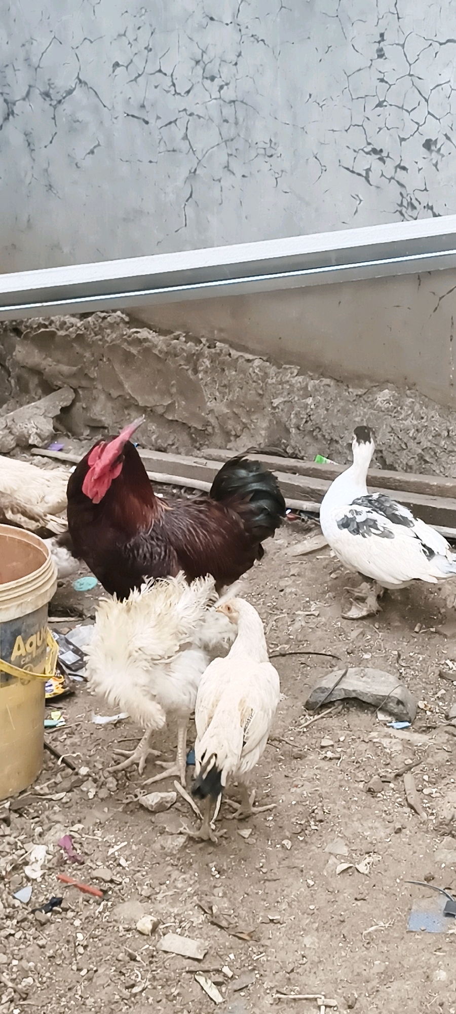 In South Tangerang, Indonesia, a scene unfolds in a cluttered outdoor area. A large, dark red rooster stands prominently in the foreground, its comb a vibrant red against its plumage. To its left, two white chickens are grouped together. One appears fluffy, while the other has a sleeker build. In the background, a white duck with black markings stands facing away from the viewer. The ground is covered in dirt, gravel, and various debris, including pieces of plastic and what appear to be scraps of fabric. A yellow bucket, possibly for feed or water, sits to the left of the frame. Behind the animals, a rough, grey wall with cracked plaster forms the backdrop, with a metal beam running horizontally across the upper portion of the wall. The overall impression is one of a somewhat neglected, utilitarian space where these birds are housed.