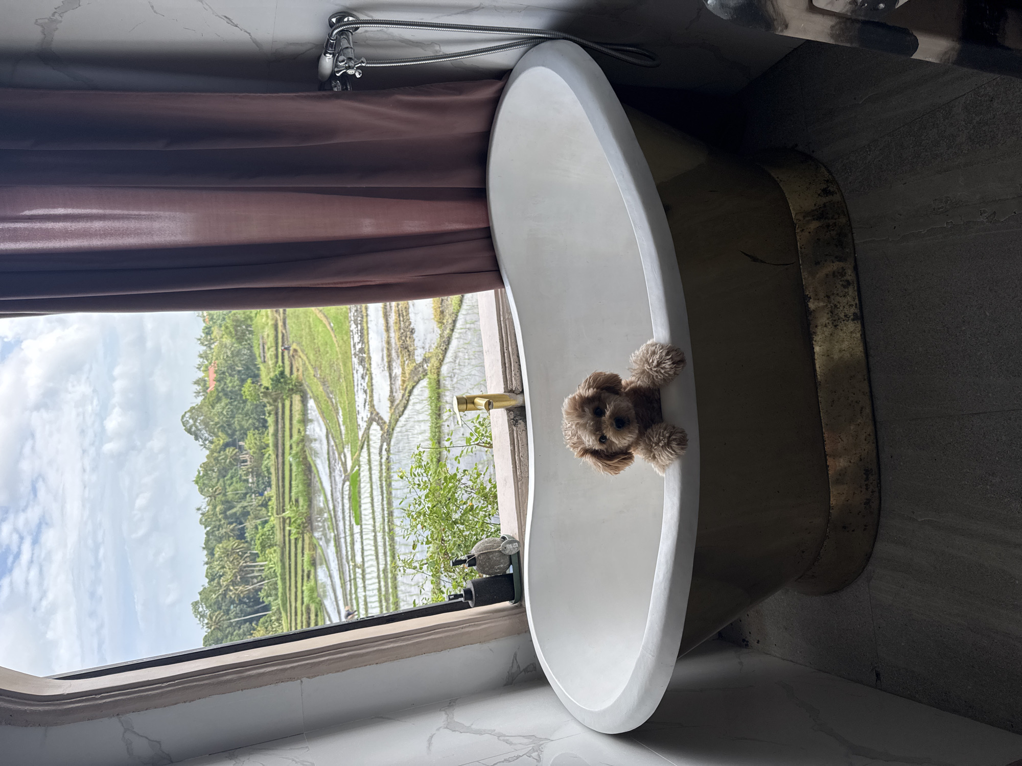 A small, brown poodle-mix dog is perched on the edge of a large, oval bathtub. The dog is looking directly at the camera with its front paws resting on the tub's rim. The bathtub is white on the inside and appears to be gold-colored on the exterior, with a noticeable patina. Behind the bathtub, a large window offers a view of lush green rice paddies, a common landscape in the city of Mengwi, Indonesia. The sky above is partly cloudy. To the right of the window, a brown curtain is partially drawn, and a chrome faucet and showerhead are visible. The bathroom walls are tiled with a marble-like pattern. The floor is dark gray, with visible grout lines.