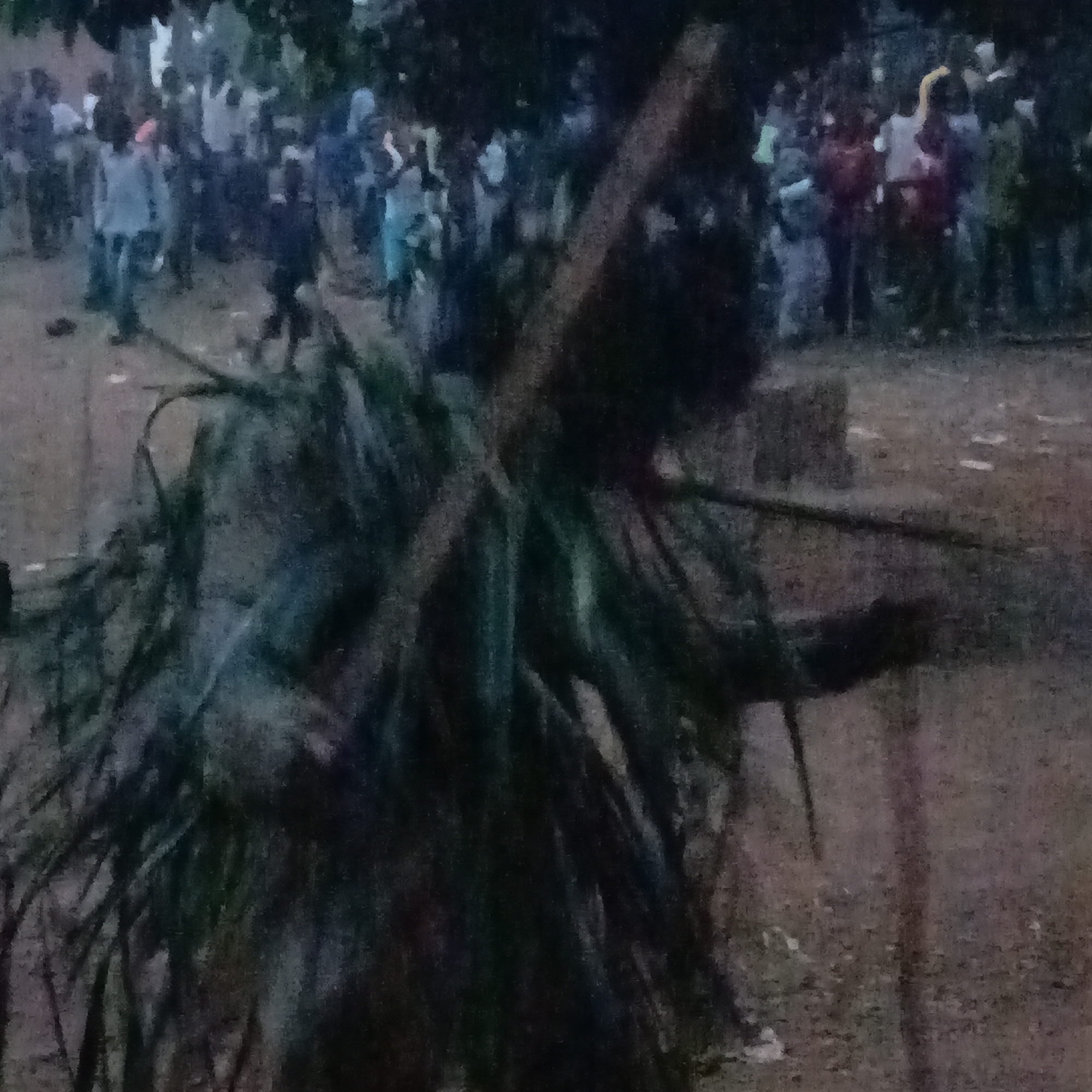 The image shows an individual obscured by dense foliage in what appears to be an outdoor gathering in Akwanga, Nigeria. Behind this figure is a crowd of people, with varied clothing, suggesting a public event or festival. The environment looks like a dirt or grassy area, with indications of trees in the background. The lighting is low, possibly indicating dusk or a dimly lit setting. There's also an unidentified object present.