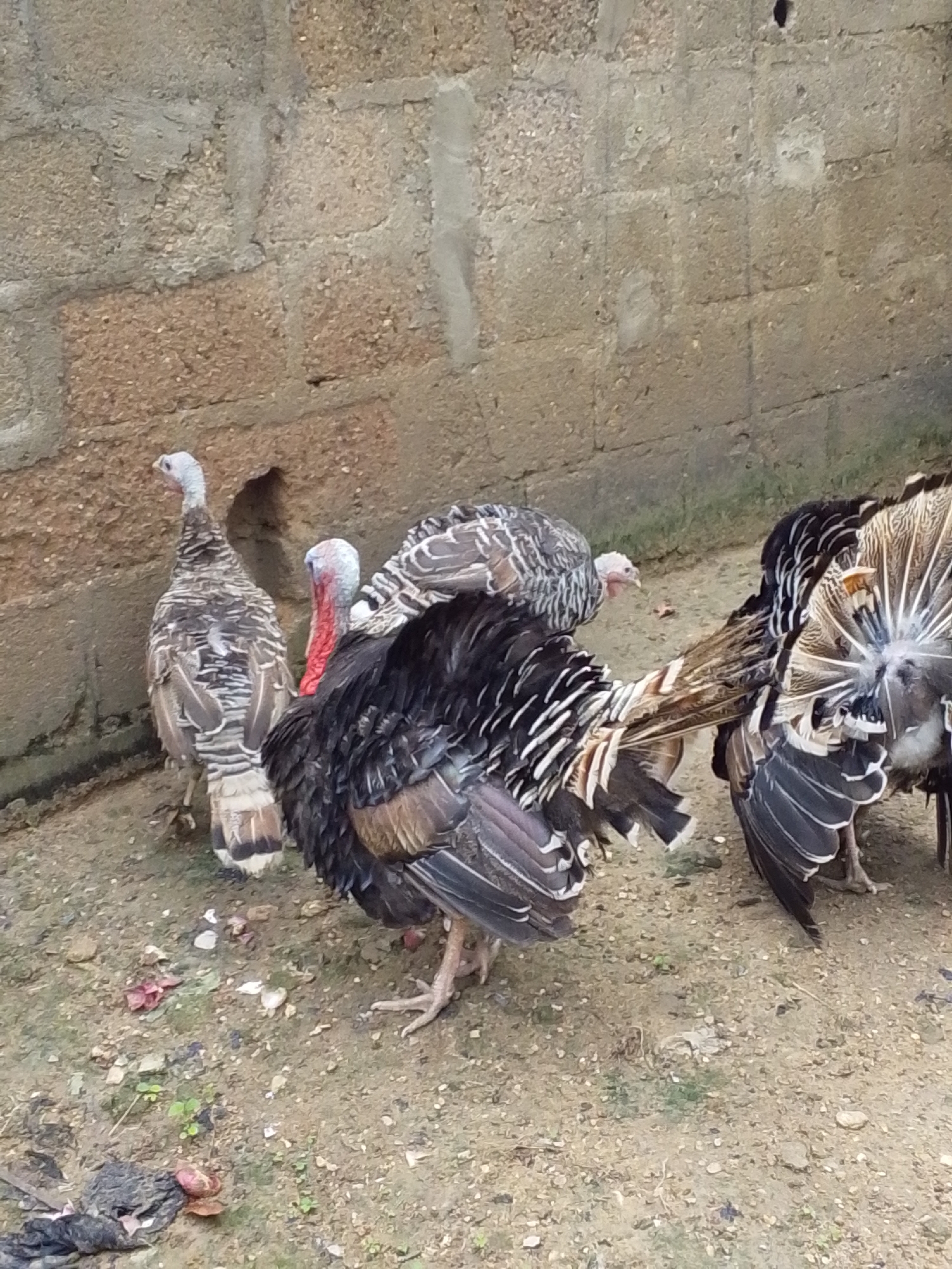 In Serti, Nigeria, four turkeys are gathered near a rough, beige brick wall. One turkey on the far left stands facing left, with mottled brown and white plumage. Next to it, a turkey faces right, displaying a red wattle and snood and dark plumage with white and brown accents. To the right of that, another turkey faces left, partially obscured, with similar dark and white feathering. The turkey on the far right is shown from behind, with its tail feathers fanned out, revealing intricate patterns of black, white, and brown. The ground is a mixture of dry dirt and small stones, with a few scattered green plants and some red and white debris.