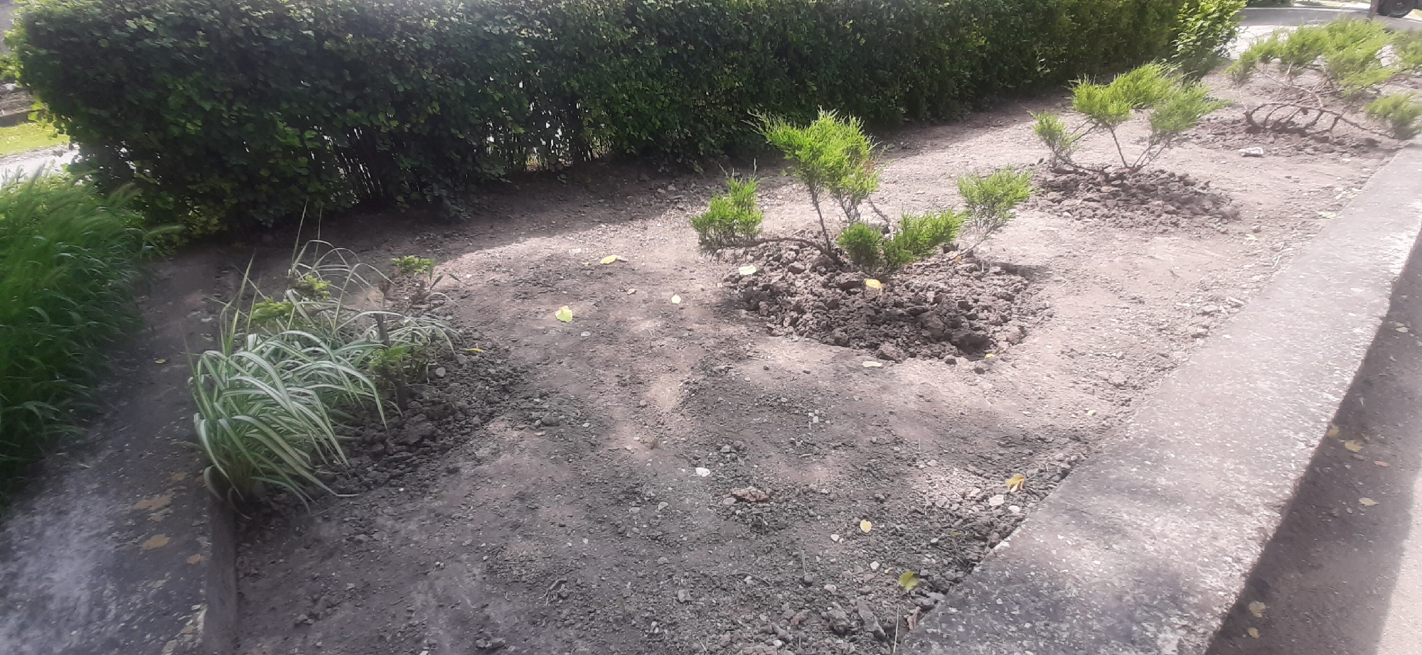 The image depicts an outdoor scene with a well-maintained hedge lining the background. In the foreground, a patch of bare earth is visible, interspersed with small, green, coniferous saplings. To the left of the bare earth, there is a clump of tall, green grass. A concrete curb runs along the right side of the image, separating the bare earth from a paved area. The lighting suggests it is daytime, with shadows indicating sunlight. The location is identified as Yessentukskaya, Russia. No people are present in the image, and no actions or interactions are taking place.