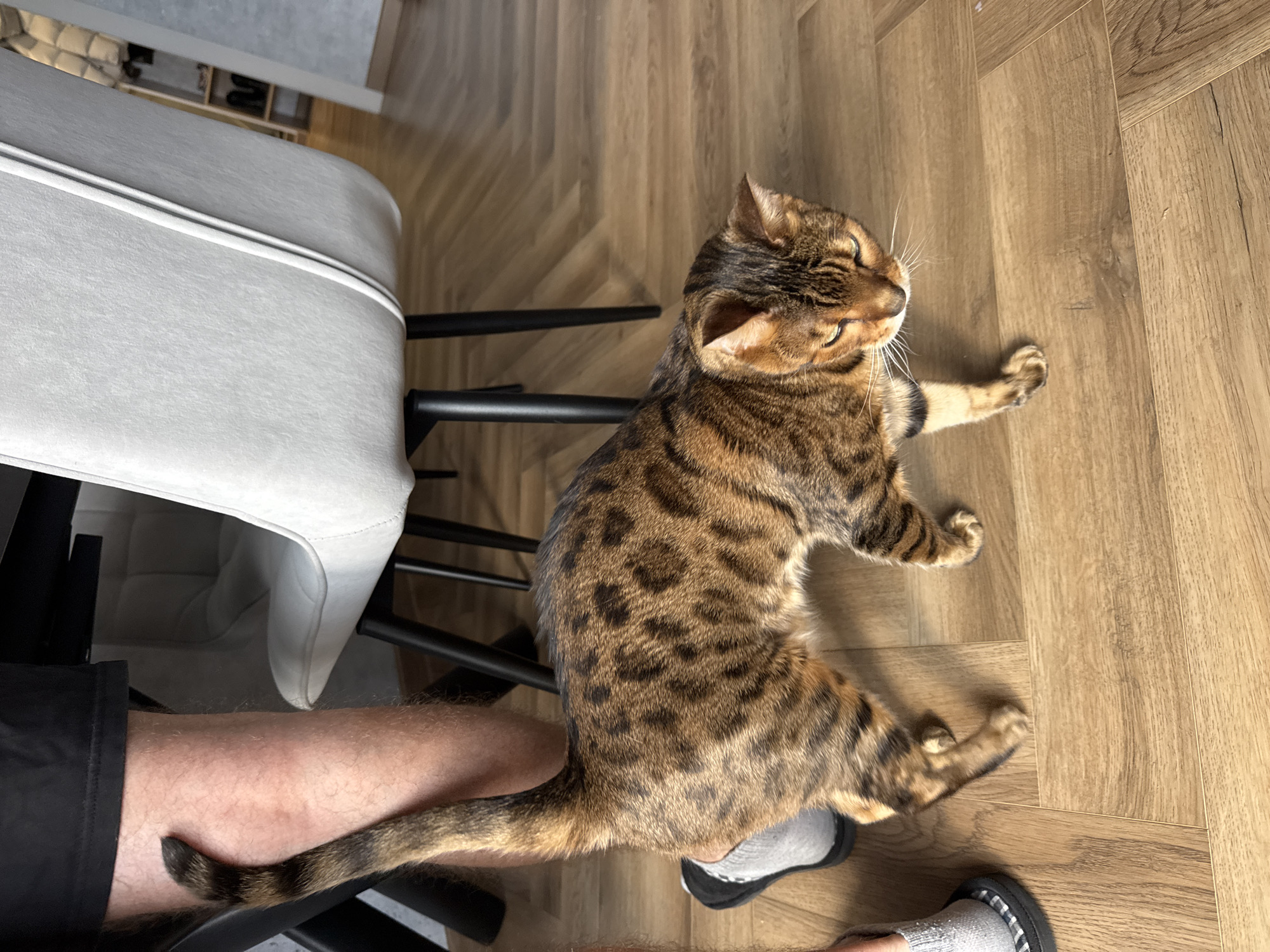 A Bengal cat is lying on a hardwood floor next to a person seated on a chair. The person is wearing black shorts and gray socks with gray slippers. The cat is mostly brown with black spots and stripes. The chair is light gray with black legs. The location is Unknown, Unknown.