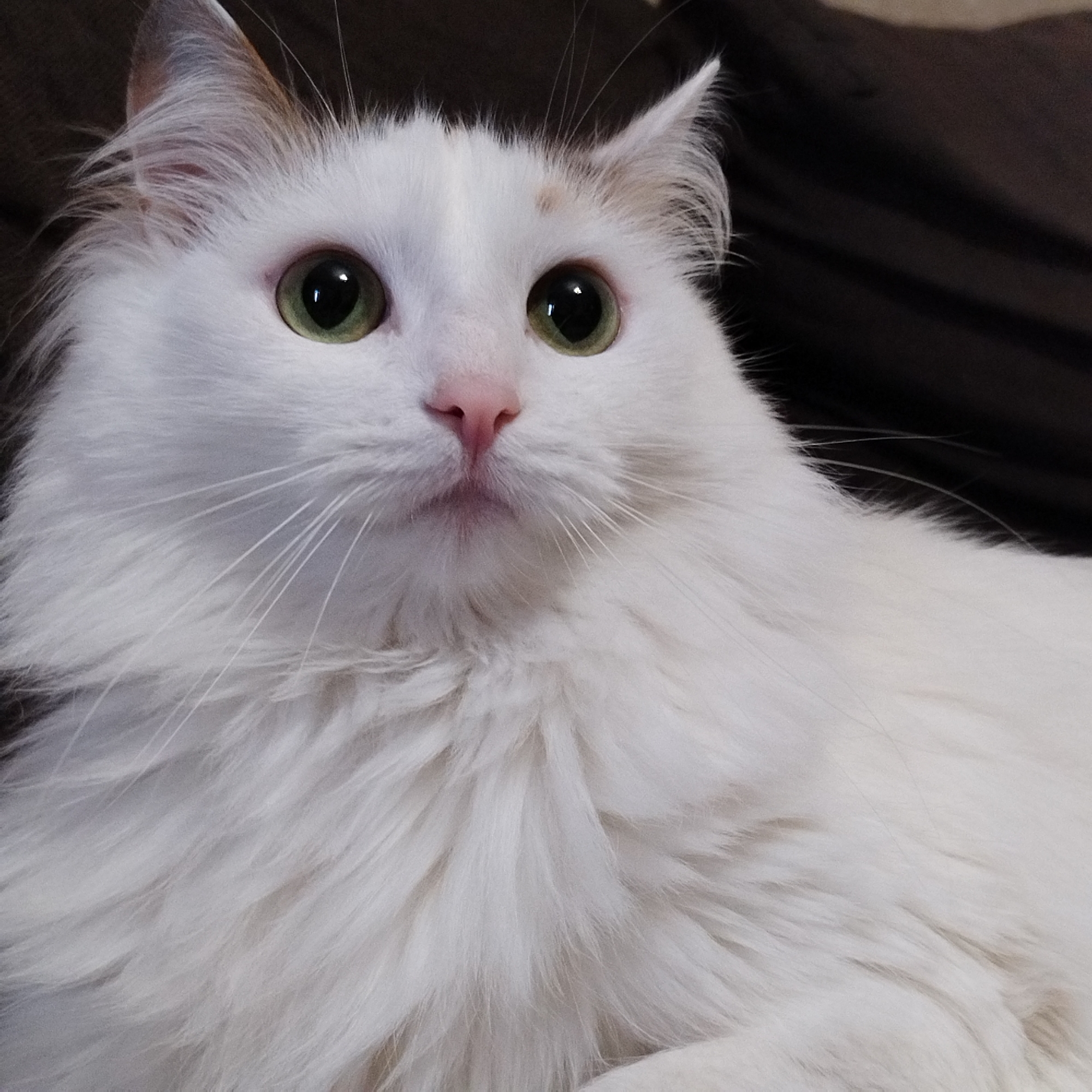 A close-up shot of a white cat with long fur and green eyes. The cat has a pink nose and whiskers. It appears to be indoors, possibly sitting on a brown surface. The location is not discernible.