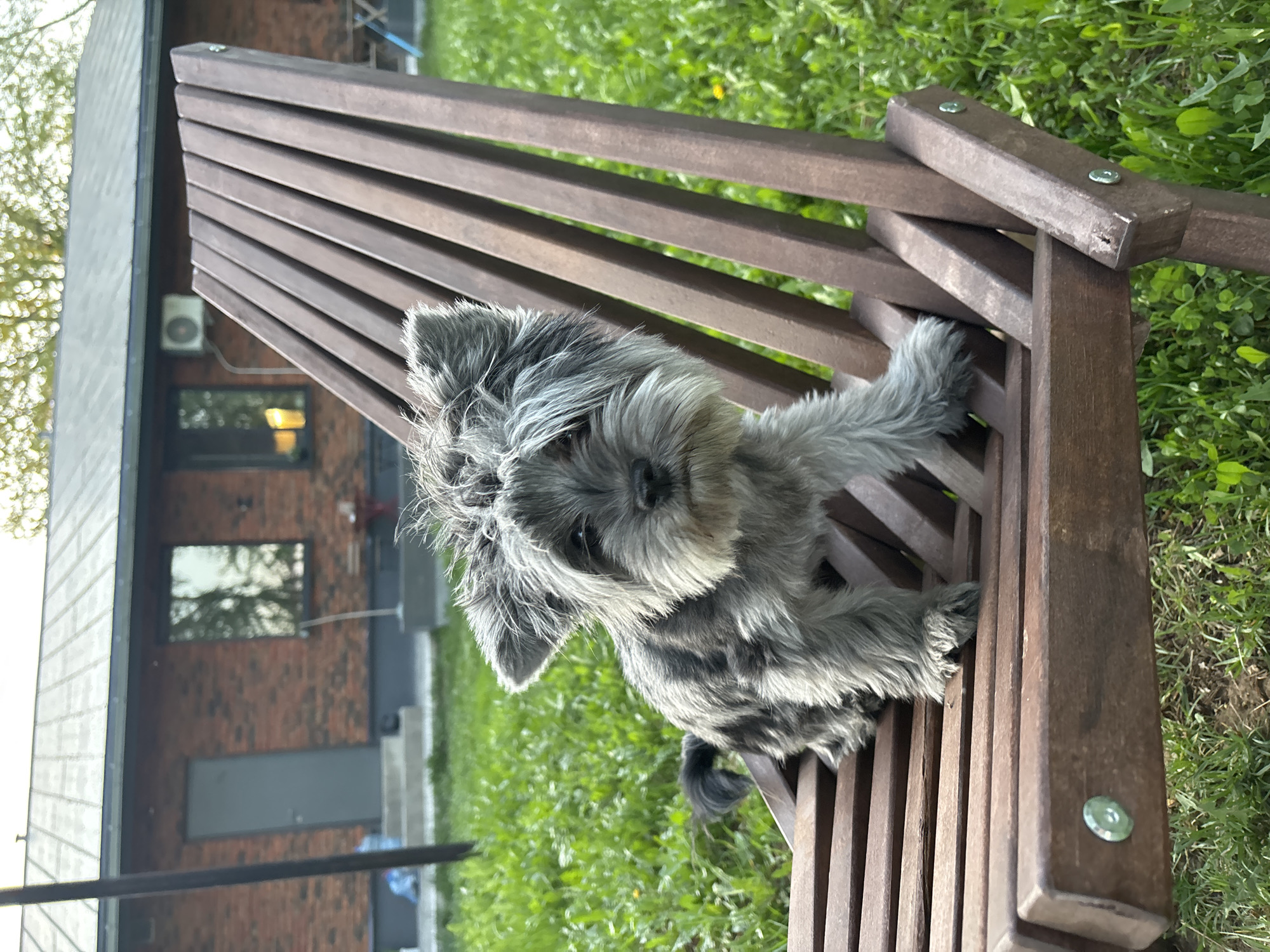 A medium shot captures a gray schnauzer dog perched on a wooden bench. The bench is constructed of several horizontal wooden slats, connected by vertical support structures on either side. The background reveals a building with a brick facade, and green grass can be seen surrounding the bench. The location is the city of Chaikovsky, Russia.