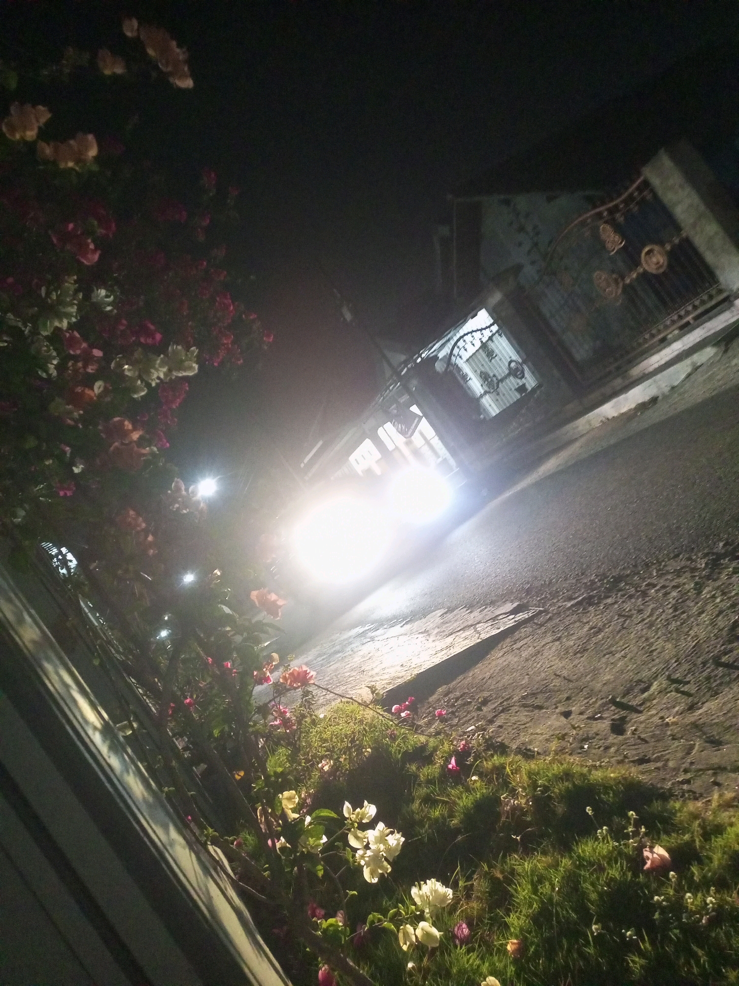 The image depicts a street scene at night in Ngasem, Indonesia, illuminated by the bright headlights of an approaching vehicle. On the left side of the street, a dense cluster of flowering plants, primarily bougainvillea, is visible. The flowers exhibit a range of colors including pink, white, and orange, with some blossoms appearing light-colored due to the intense light. A gray metal fence runs along the edge of the property, separating it from the street. The road itself is paved and slopes upwards towards a building on the right side of the frame. This building appears to be a house with a traditional wrought-iron gate in front of it, through which lights can be seen emanating from within. The overall atmosphere is dark, with the only significant illumination coming from the vehicle's headlights and the interior lights of the house. The ground is a mixture of pavement and a grassy verge lined with more flowers.