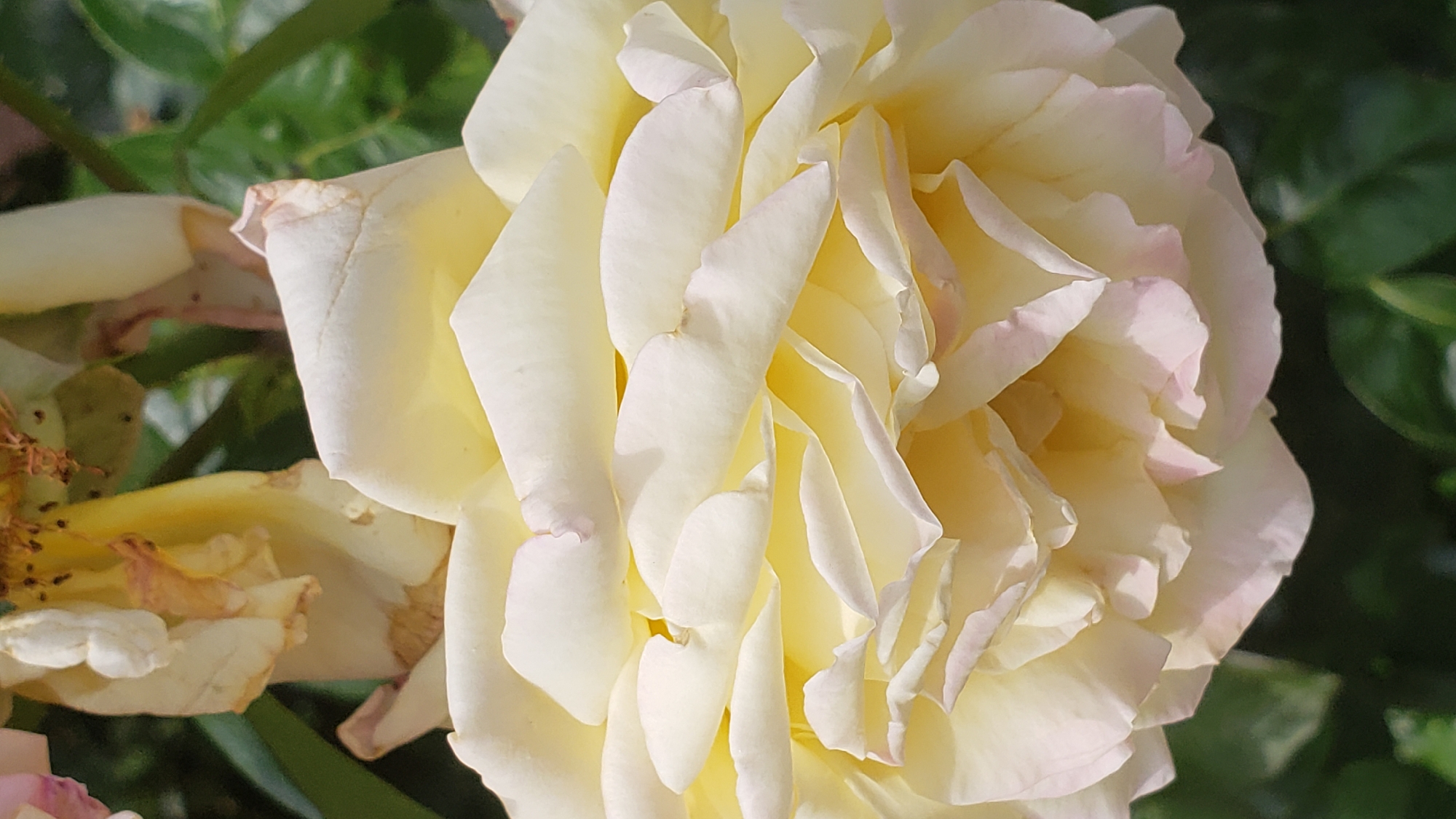 A close-up, vertical shot focuses on the layered petals of a pale yellow rose. The petals are delicate and slightly translucent, with subtle hints of pink on their edges. Some of the outer petals are beginning to wilt and dry, showing brown discoloration. The rose is set against a background of blurred green foliage. The image does not contain any information that would allow for the identification of its location within the city of Prešov, Slovakia, or any specific scene details.