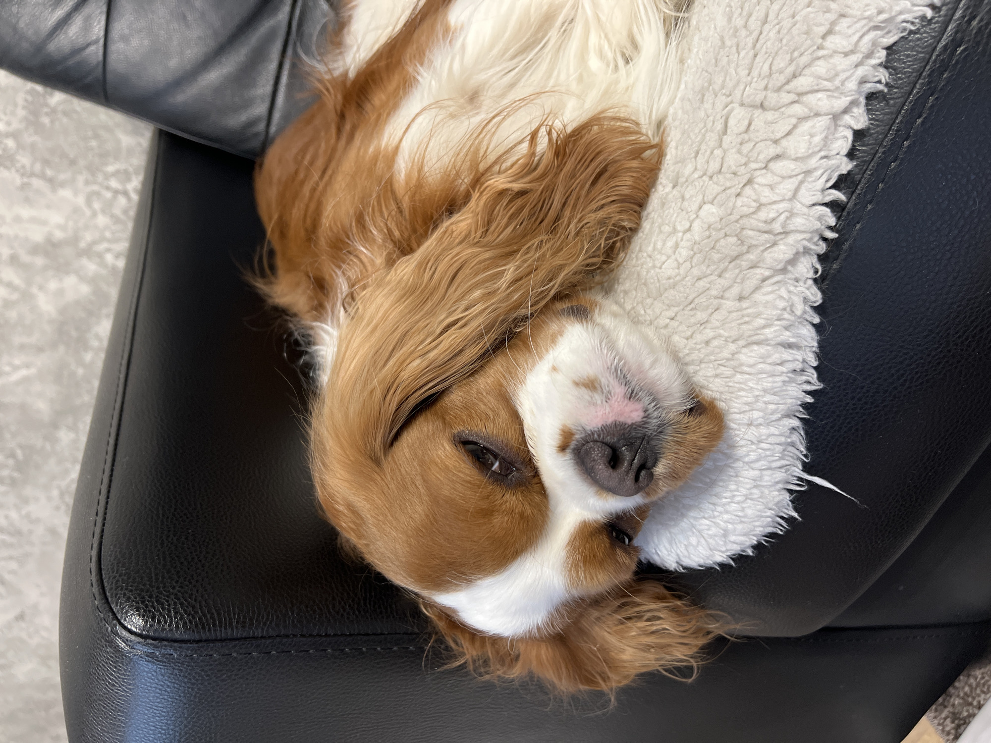 A brown and white Cavalier King Charles Spaniel is lying on its back on a black leather surface, possibly a chair or sofa. A white, fluffy blanket is also present. There is no indication of the location being Khimki, Russia, or any indication of other people, objects, actions, or interactions in the image.