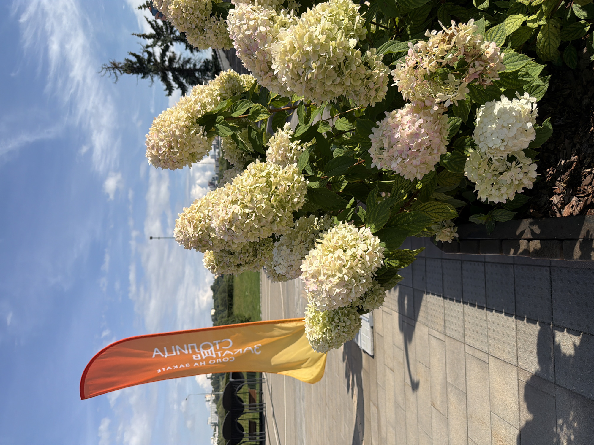 An orange and yellow flag with white lettering is planted in the foreground, to the left of a cluster of white hydrangeas. The flag is curved and its lettering is partially obscured, but appears to read "INFINITY" in a vertical orientation. The hydrangeas are in full bloom, with large conical clusters of small white flowers, some of which have a slight pinkish hue. The flowers are set against a backdrop of green leaves. Behind the flowers and flag, a tiled walkway with a pattern of raised dots is visible. Beyond the walkway, there are several dark chairs and tables, and further in the distance, a cityscape with buildings and trees under a blue sky with scattered white clouds. The scene is illuminated by bright sunlight, casting shadows on the walkway. The image appears to have been taken outdoors in a public space in Nizhny Novgorod, Russia.