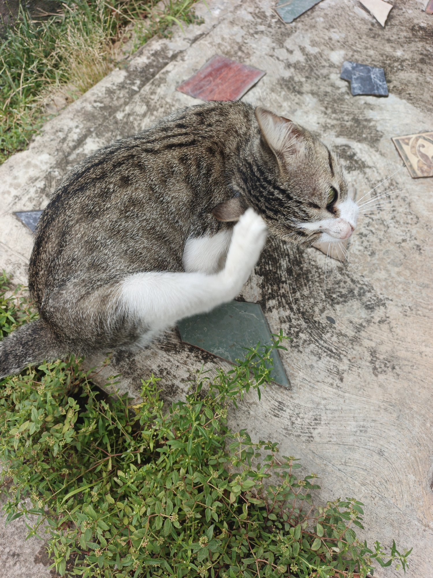 A domestic cat, predominantly a tabby with a mix of brown, grey, and black stripes and spots, is depicted lying on a concrete surface. The cat has a white underbelly, paws, and parts of its face, including its chin and muzzle. Its eyes appear green, and prominent white whiskers extend from its snout. The cat is actively scratching the side of its head or ear with its hind paw, its eyes partially closed in concentration or relief.
The setting is outdoors, characterized by a weathered, grey concrete ground that shows some textured patterns. Scattered across the concrete are several small, irregularly shaped pieces of what appear to be decorative tiles or mosaic fragments in various colors like red, green, black, and beige. Green, leafy plants or weeds are growing in clusters around the edges and in cracks of the concrete, particularly prominent in the foreground and along one side. The lighting suggests it is daytime, with bright, natural illumination. There is no visible text in the image. The scene conveys a moment of typical cat behavior in a casual outdoor environment, possibly a yard or garden in Tinaquillo, Venezuela.