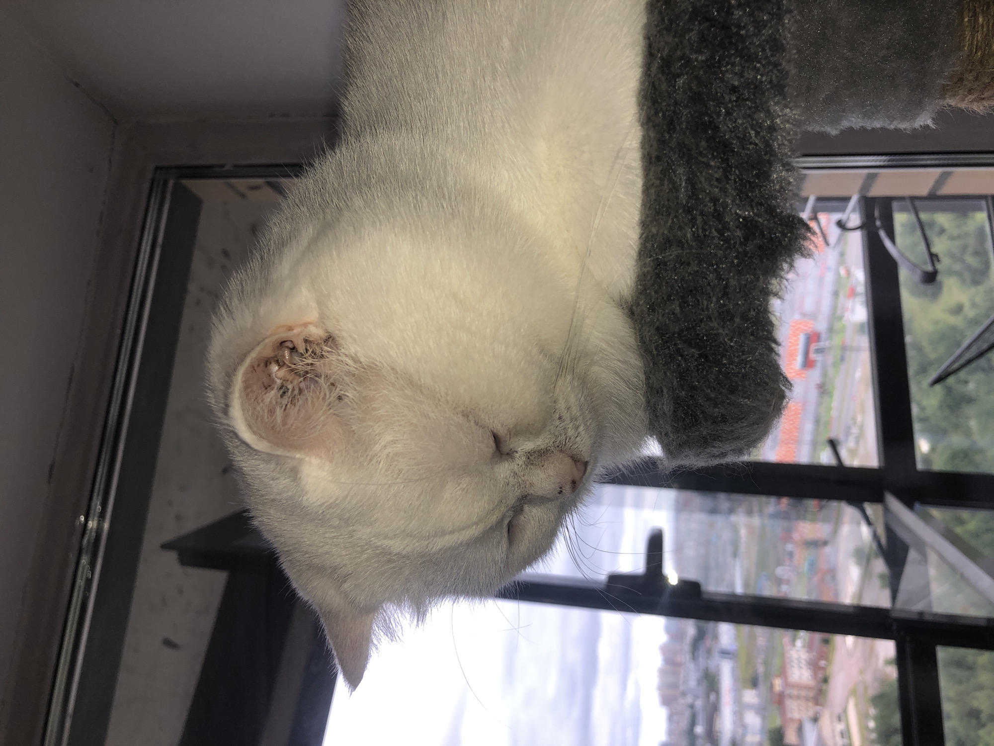 An indoor medium shot, captured at an eye-level angle, focuses on a white cat sleeping on a grey fabric perch. The cat is positioned to the left of the frame, facing downwards, with its eyes closed. Its ears are visible, and the right ear shows some dark markings. The cat's fur is predominantly white, with subtle greyish tinges.
The perch the cat rests on is textured and grey, serving as the foreground element. Behind the cat and perch, a large window dominates the background, revealing an urban landscape. The window is divided by dark framing, suggesting it is part of a building. Through the window, a cityscape with buildings of various sizes and colors is visible, under an overcast sky. The perspective suggests the perch is situated on an upper floor of a building, looking out over the city. The time of day appears to be daytime, given the ambient light.
