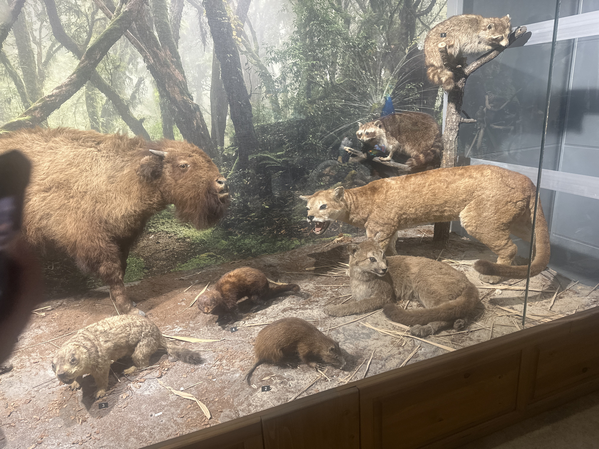 The image shows a diorama of stuffed animals in a glass case. The backdrop is a forest scene. The animals include a bison, two raccoons (one in a tree), two cougars (one standing and growling, one lying down), a peacock in the background, and three smaller unidentified mammals on the ground. The case appears to be in a museum setting. The location is Plovdiv, Bulgaria.