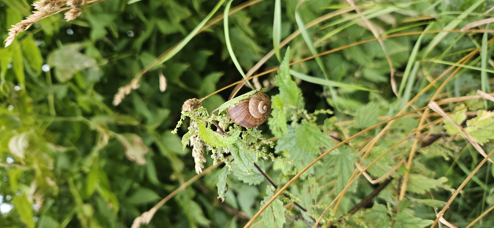 A snail is clinging to a green leafy plant. The snail's shell is coiled and brown. The background is blurred green foliage with some dry grass stalks in the foreground. The image appears to be taken outdoors in a natural setting. There is no information within the image or provided that indicates the location is in Vitsebsk, Belarus.