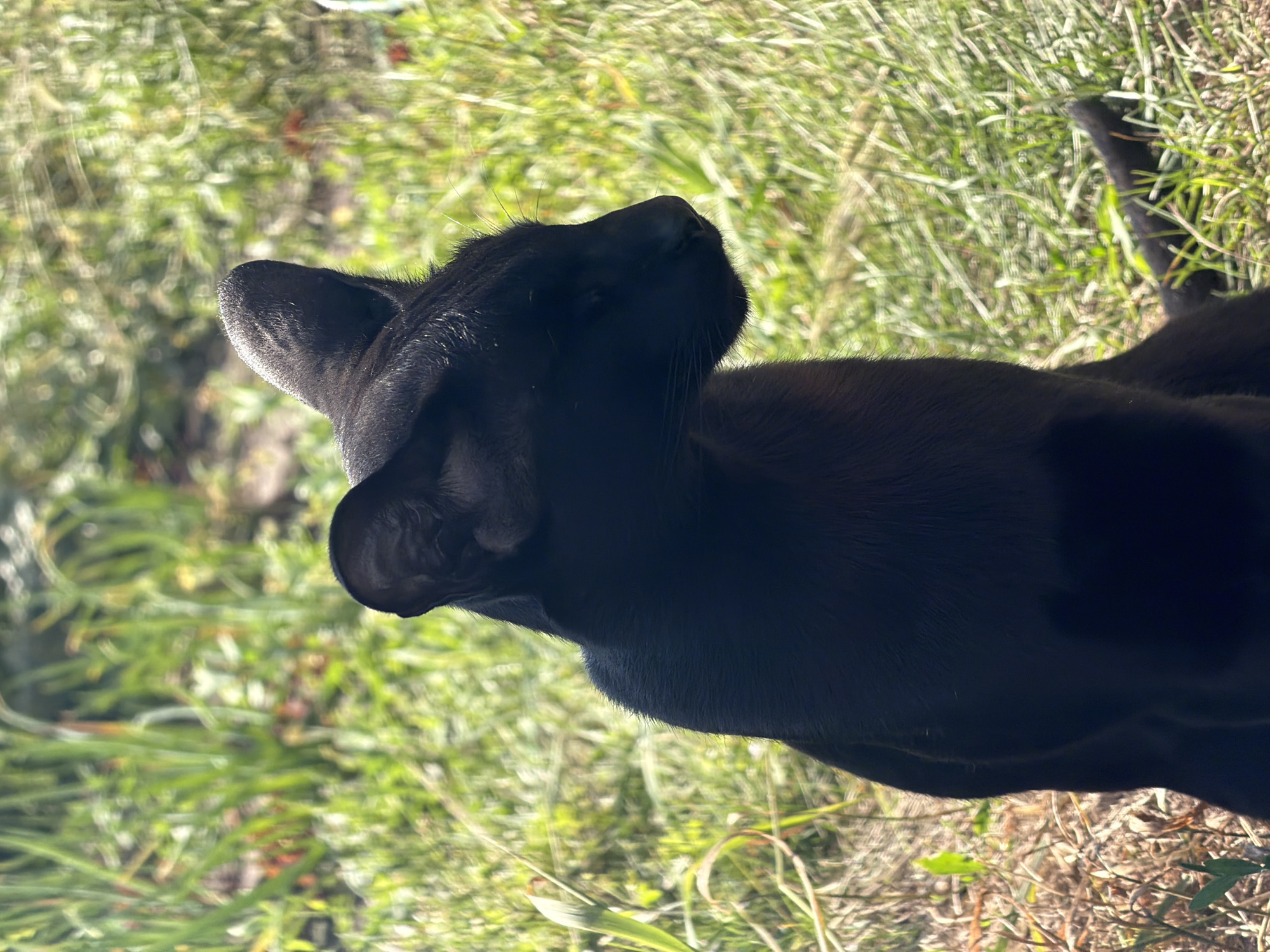 A black cat is sitting in the grass outdoors. The cat is mostly facing to the right of the frame, with its eyes closed and its head tilted slightly upwards. Its large ears are pointed upwards and its tail is visible behind it. The background is out of focus, with green grass and some dry leaves. The image appears to have been taken during the day, with sunlight illuminating the scene. There is no information in the image to suggest this location is in Novosibirsk, Russia.