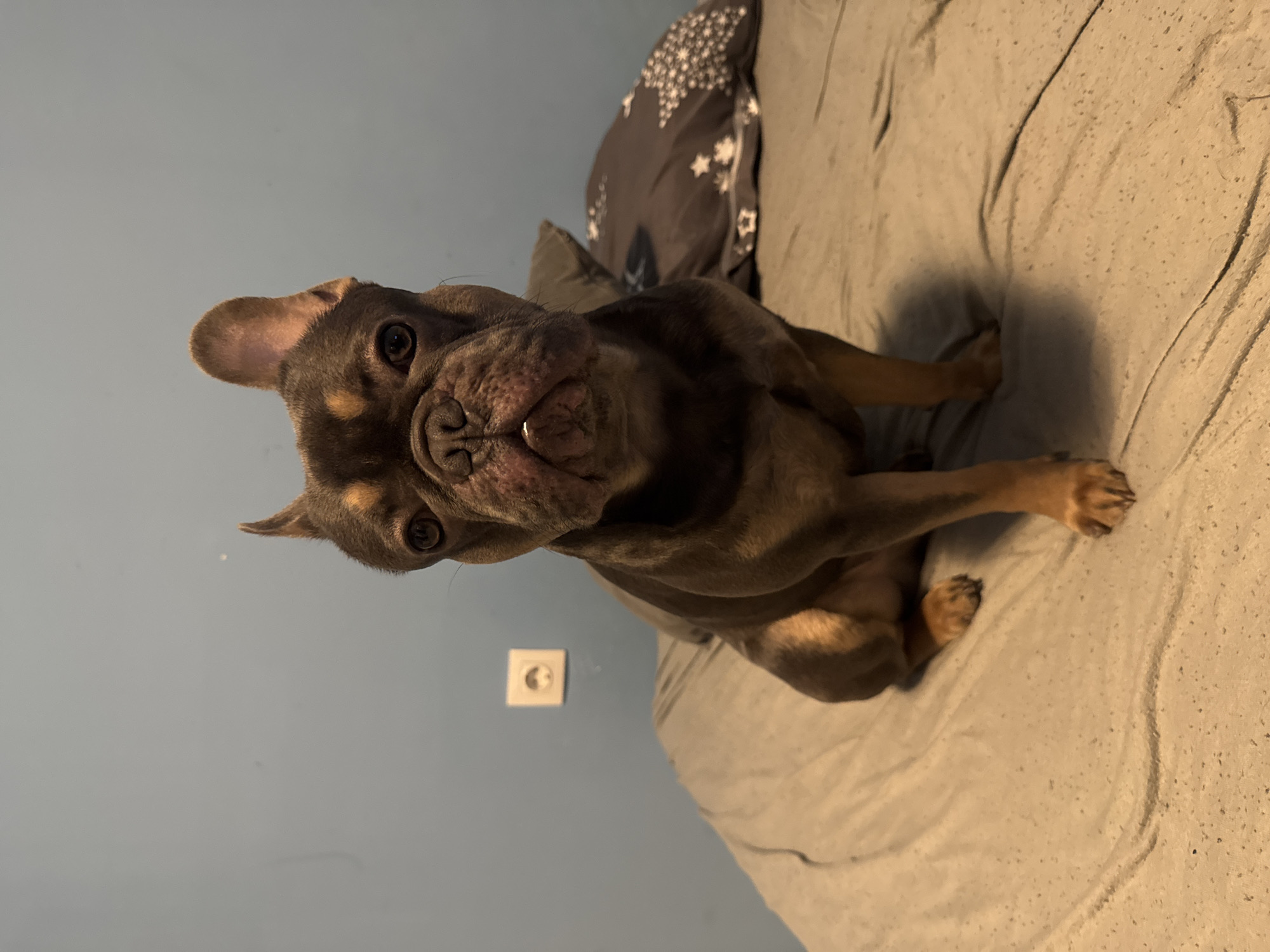 A brown and tan French Bulldog sits on a grey bed with a grey pillow with white stars. The background is a blue wall with a white electrical outlet. This location is not discernible as Burgas, Bulgaria.
