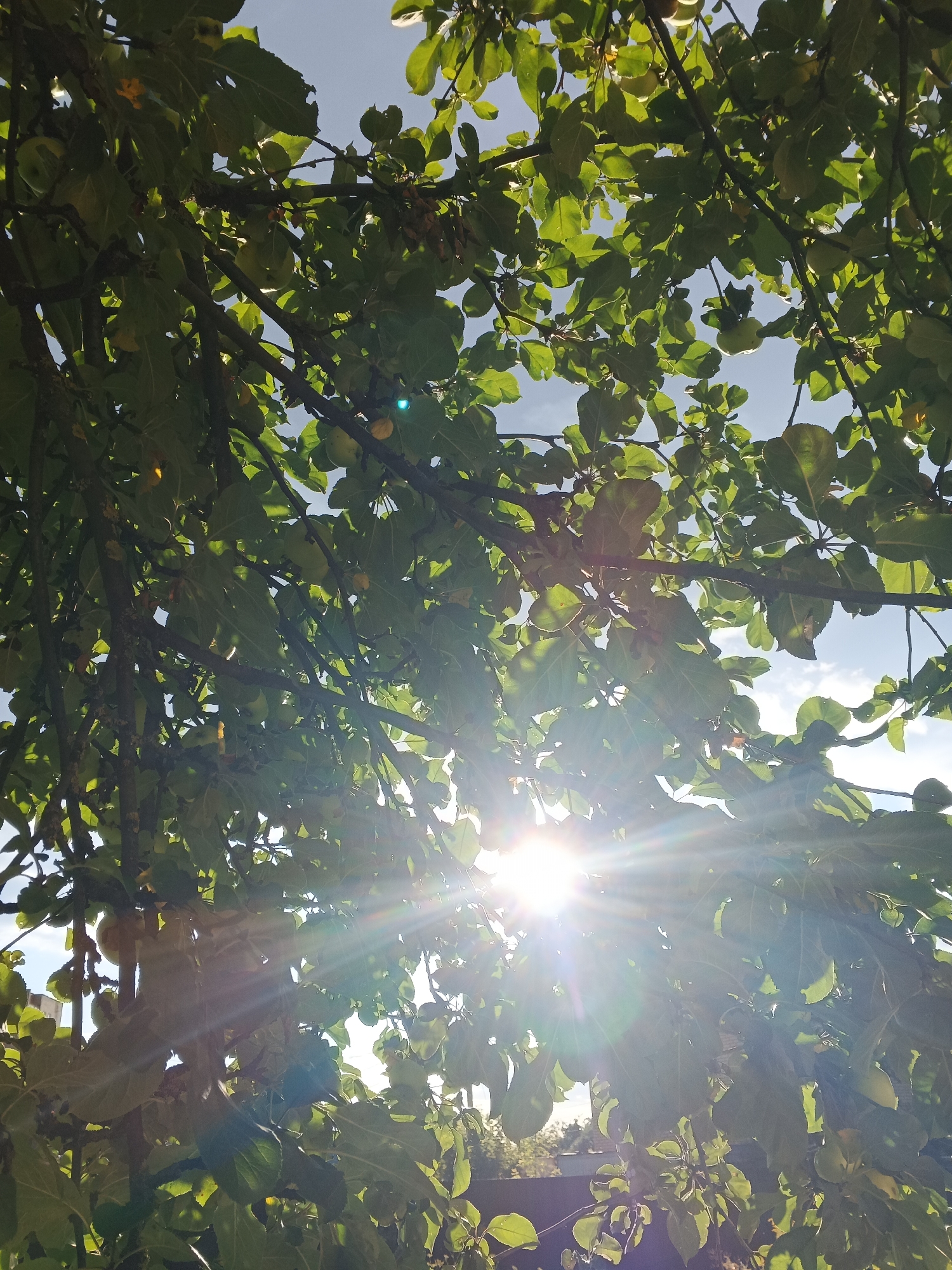 A low-angle shot captures the sun's rays piercing through the dense, green foliage of a tree. The sunlight creates a lens flare effect, with visible light rays emanating from the bright source. Scattered green fruits, possibly apples, are visible amongst the leaves. The sky behind the leaves is a clear, pale blue with a few wispy clouds. The image appears to be taken outdoors, likely in a garden or park setting within a city, given the subtle presence of what could be a fence or wall in the background, hinting at an urban or suburban environment.