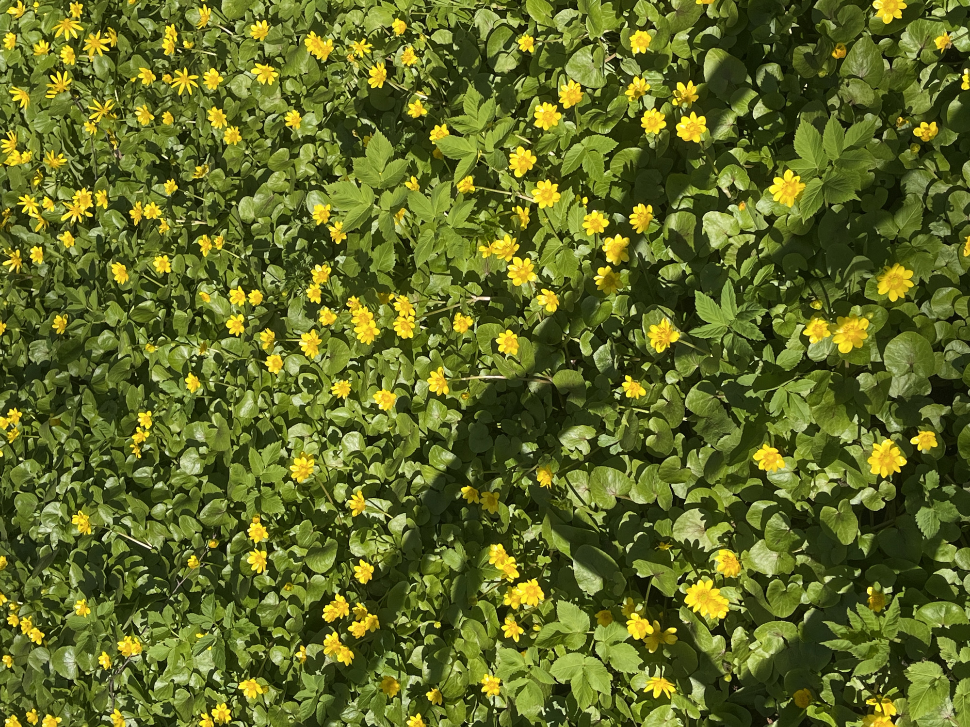 A dense patch of bright yellow Lesser Celandine flowers intermingles with various green plants, possibly other ground cover vegetation, under dappled sunlight in an outdoor setting. The location is specified as Unknown, Unknown.