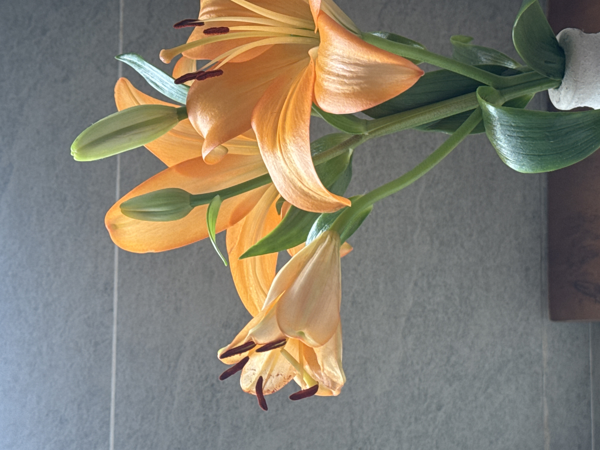 A close-up shot captures a bouquet of vibrant orange lilies in a white vase, set against a textured gray wall. The lilies display a range of bloom stages, with some fully open and others still as buds. The lighting highlights the delicate texture of the petals and the deep red anthers of the open flowers. A portion of a dark wooden surface is visible at the bottom of the frame, suggesting a tabletop or shelf. The overall composition is simple and focused on the natural beauty of the flowers, with no people or discernible city elements present. The image evokes a sense of tranquility and elegance.