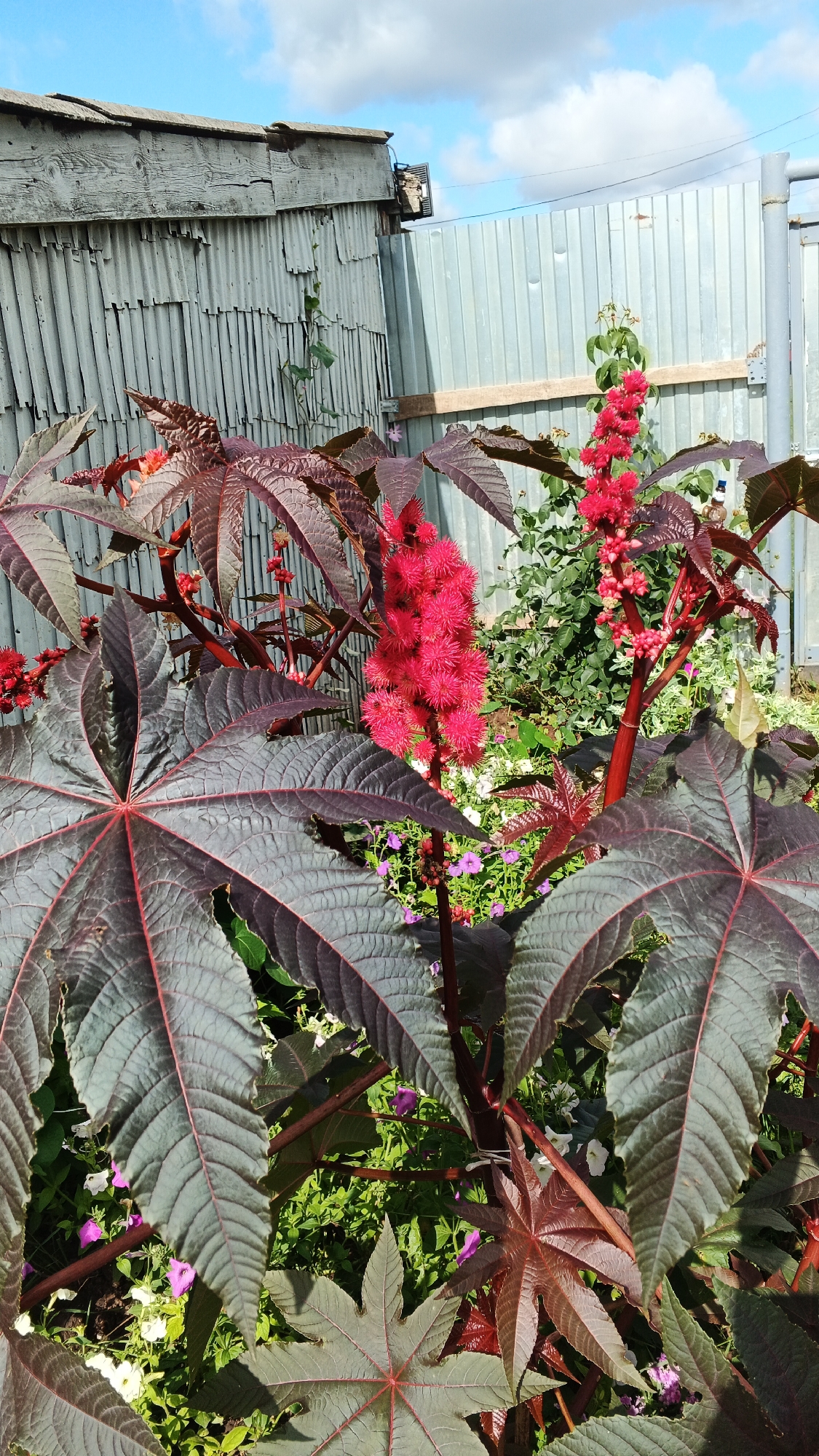 In a backyard in Podgornoye, Russia, on a sunny day, a cluster of plants with large, dark red, star-shaped leaves and spiky red flowers grows near a corrugated metal fence and a weathered wooden shed. The foreground is dominated by the dramatic foliage and vibrant blooms of what appears to be a Castor bean plant. Behind the plant, a light blue sky with scattered white clouds forms the backdrop. The fence, made of corrugated metal sheets, is a light gray color, and the wooden shed is old and rustic, with some signs of wear. The overall impression is one of a lush garden scene set against a utilitarian, possibly rural, backdrop.