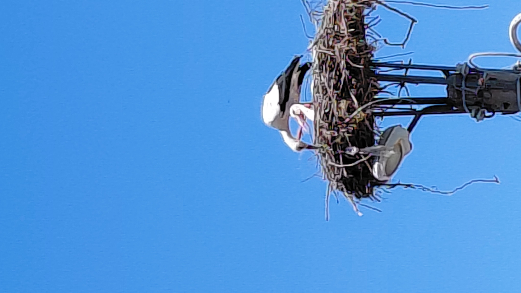 A daytime, low-angle shot shows a stork in a large nest atop a utility pole, set against a clear blue sky. The nest appears to be made of sticks and other materials, interwoven around the pole's equipment. The stork, with its white and black plumage, is partially visible inside the nest, with its beak open. The utility pole has metal components and insulators. The location appears to be in the city of Unknown, Unknown.