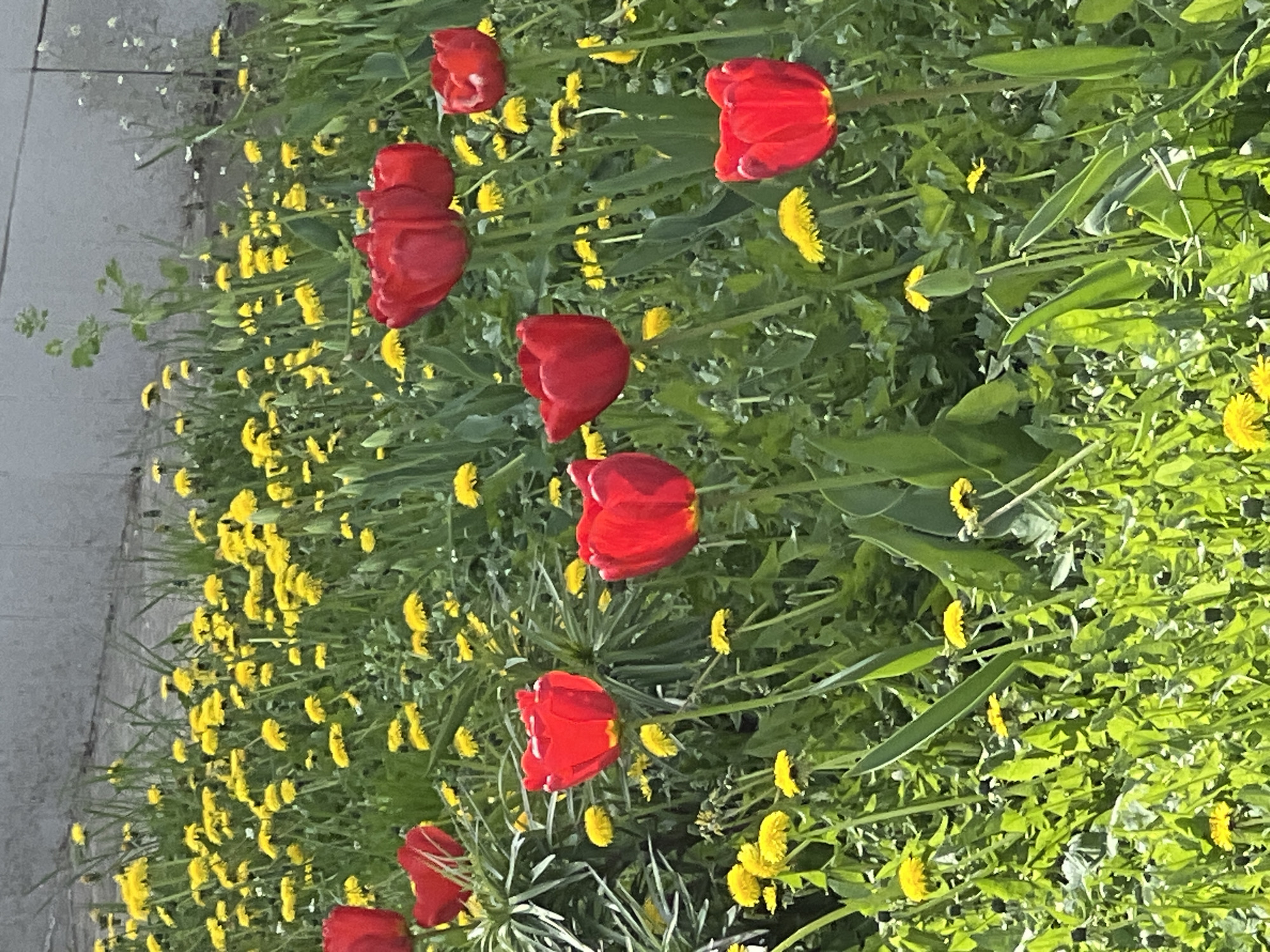 A ground-level, outdoor shot depicts a vibrant patch of red tulips interspersed with yellow dandelions. The tulips are in various stages of bloom, some fully open and others partially closed. The dandelions are densely packed around the tulips, creating a field of yellow and green punctuated by the red of the tulips. The scene is set in Chaikovsky, Russia. A patch of pavement is visible on the left side of the frame, suggesting a sidewalk or paved area nearby. The background consists of more green foliage and the sun's bright light.